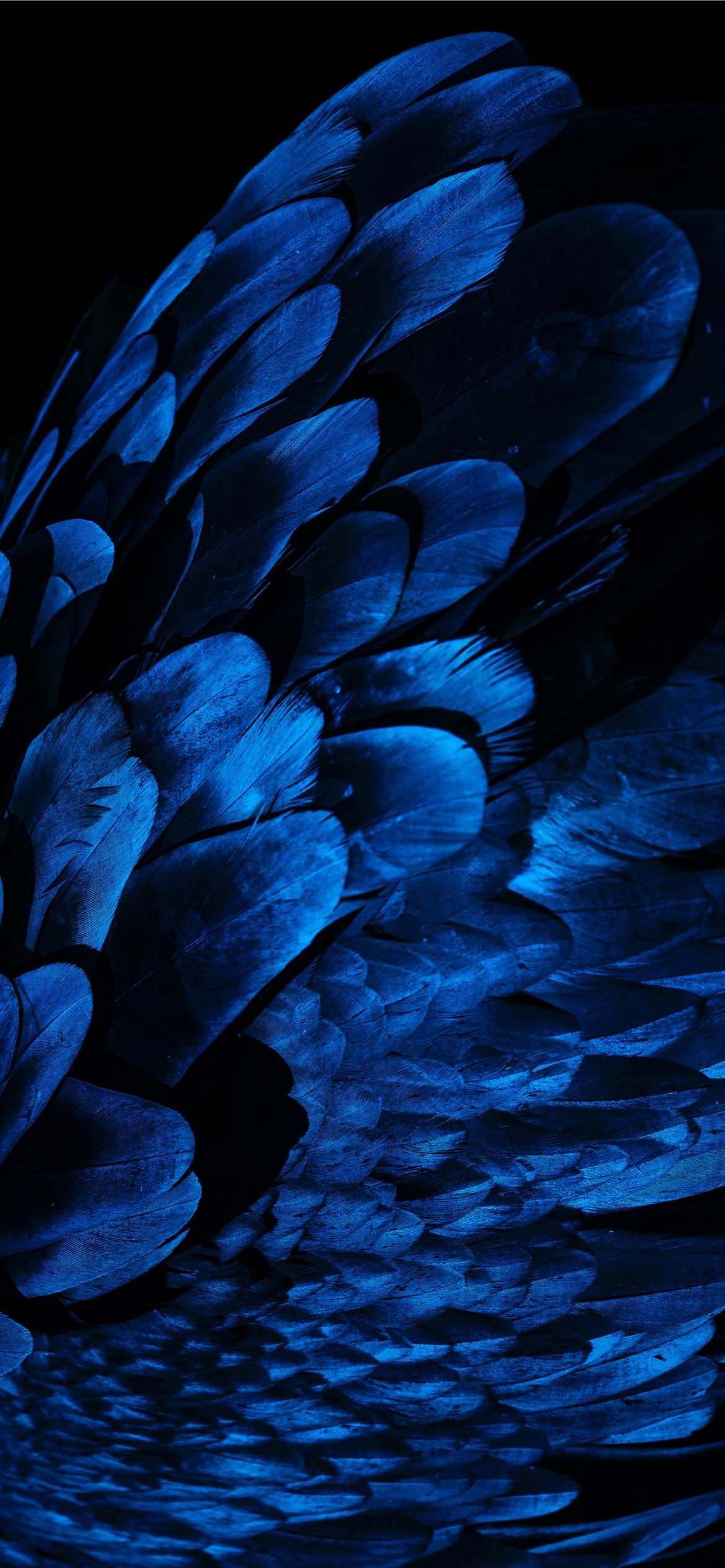 1170x2532 Latest Oled iPhone 12 HD Wallpaper