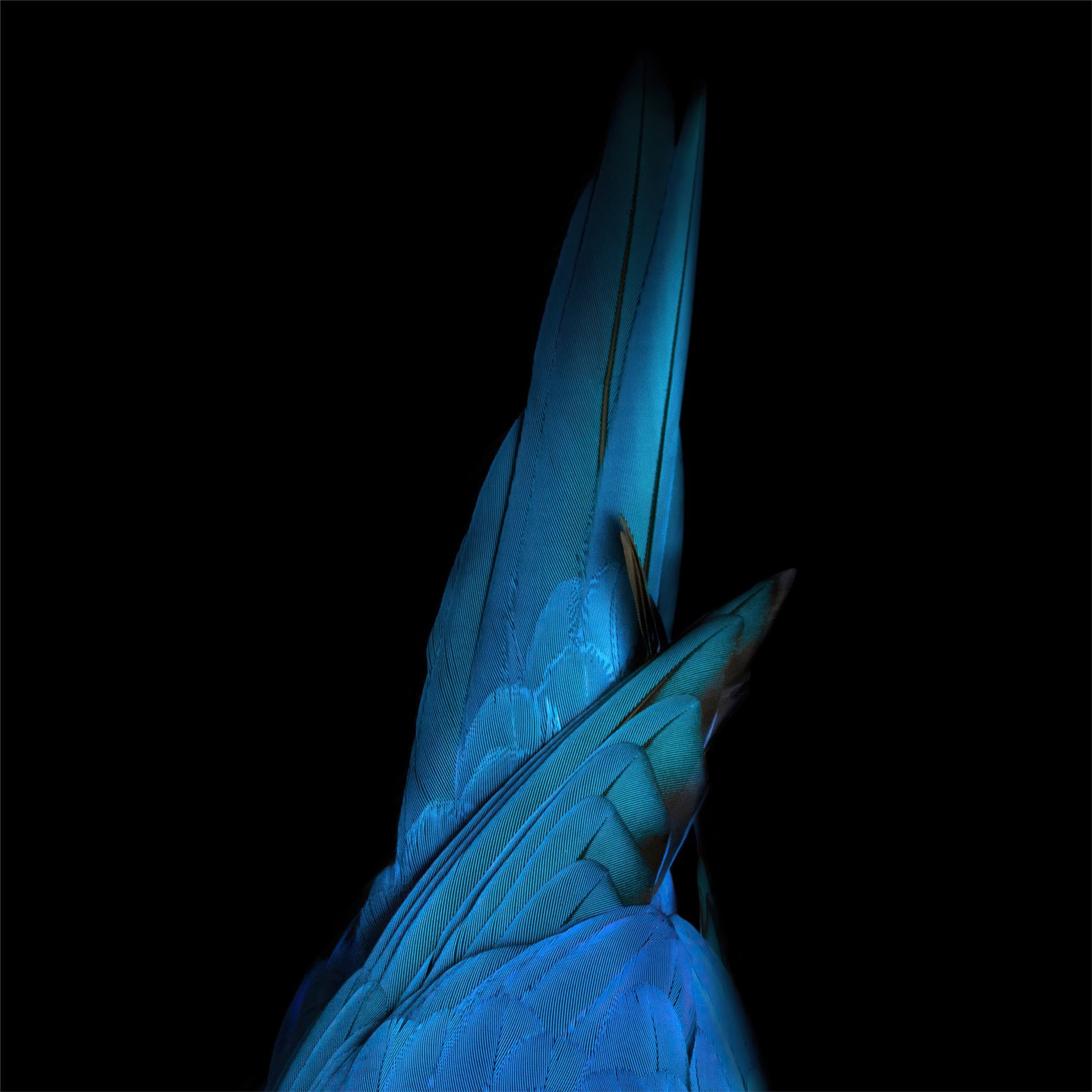 2048x2048 birds tail oled 4k iPad Air Wallpaper Free Download