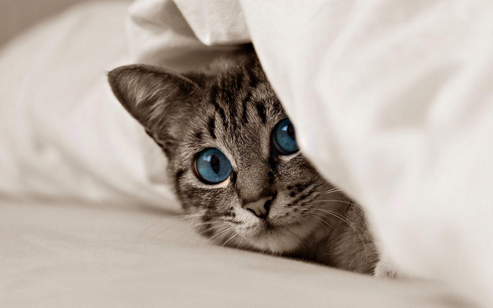 Peeking Cat Wallpapers - Top Free Peeking Cat Backgrounds - WallpaperAccess