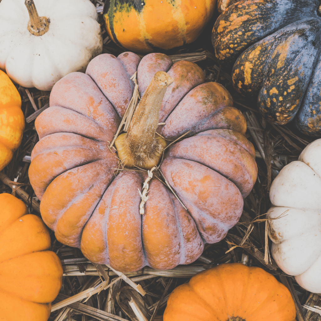 1024x1024 Explore more than just Pumpkin with this beautiful Autumn Harvest Squash Pie