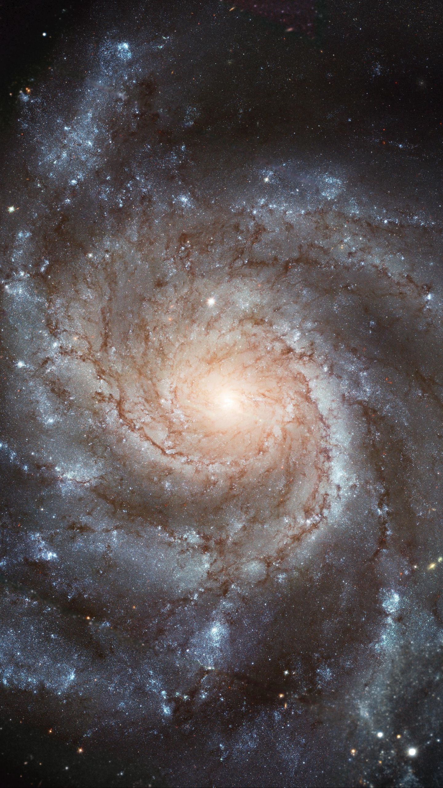 1440x2560 Download wallpaper 1440x2560 galaxy, pinwheel galaxy, spiral, messier, stars, space, astronomy, shine qhd samsung galaxy s s edge, note, lg g4 HD background