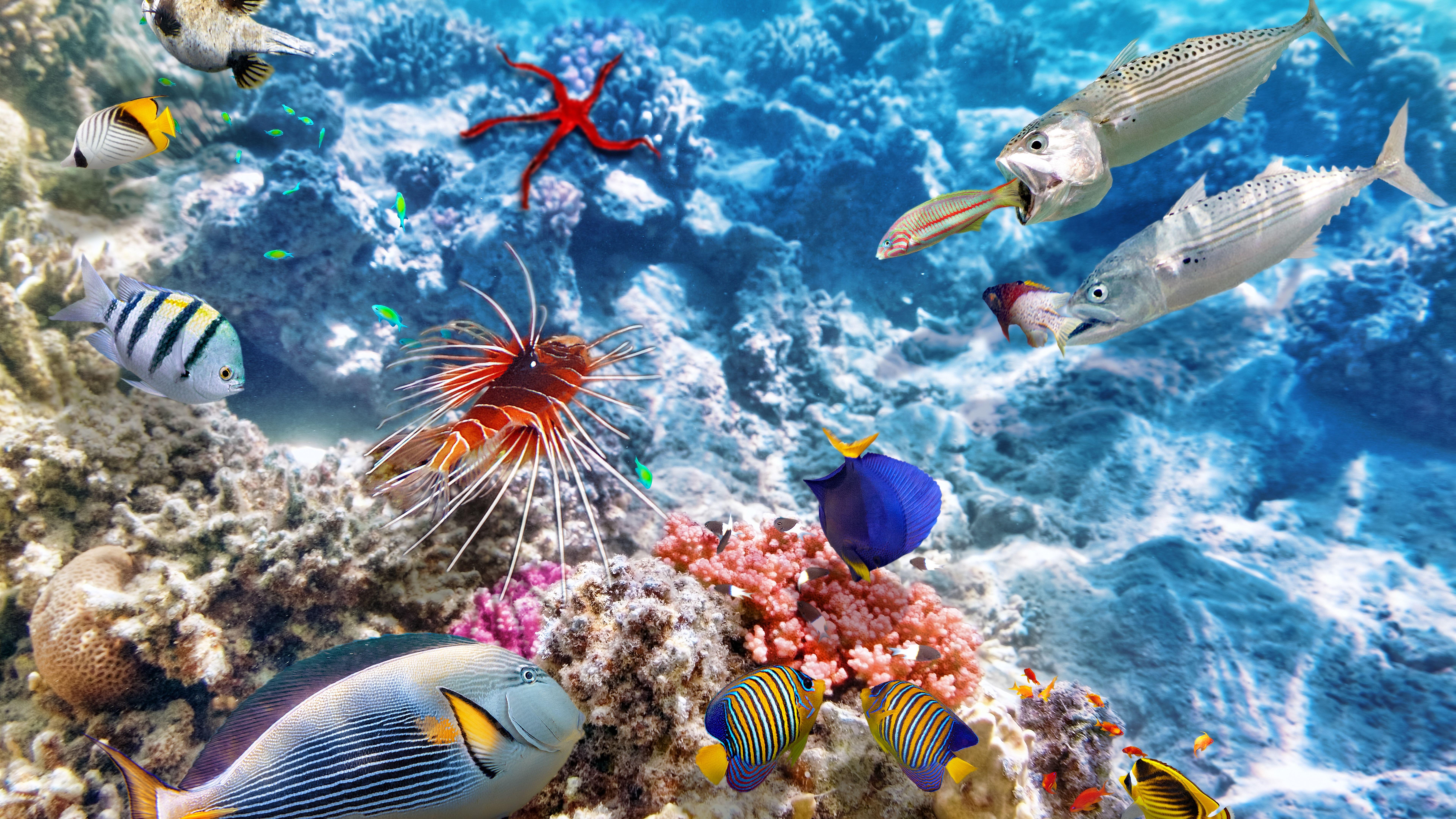 7680x4320 Wallpaper Colorful fish, underwater, sea, clownfish 7680x4320 UHD 8K Picture, Image