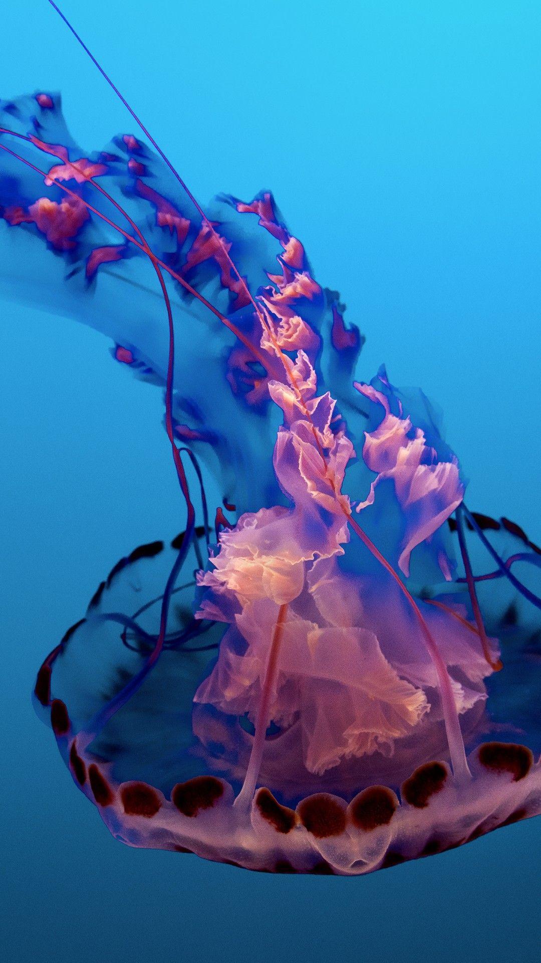 1080x1920 Underwater Jellyfish 4K 8K Wallpaper