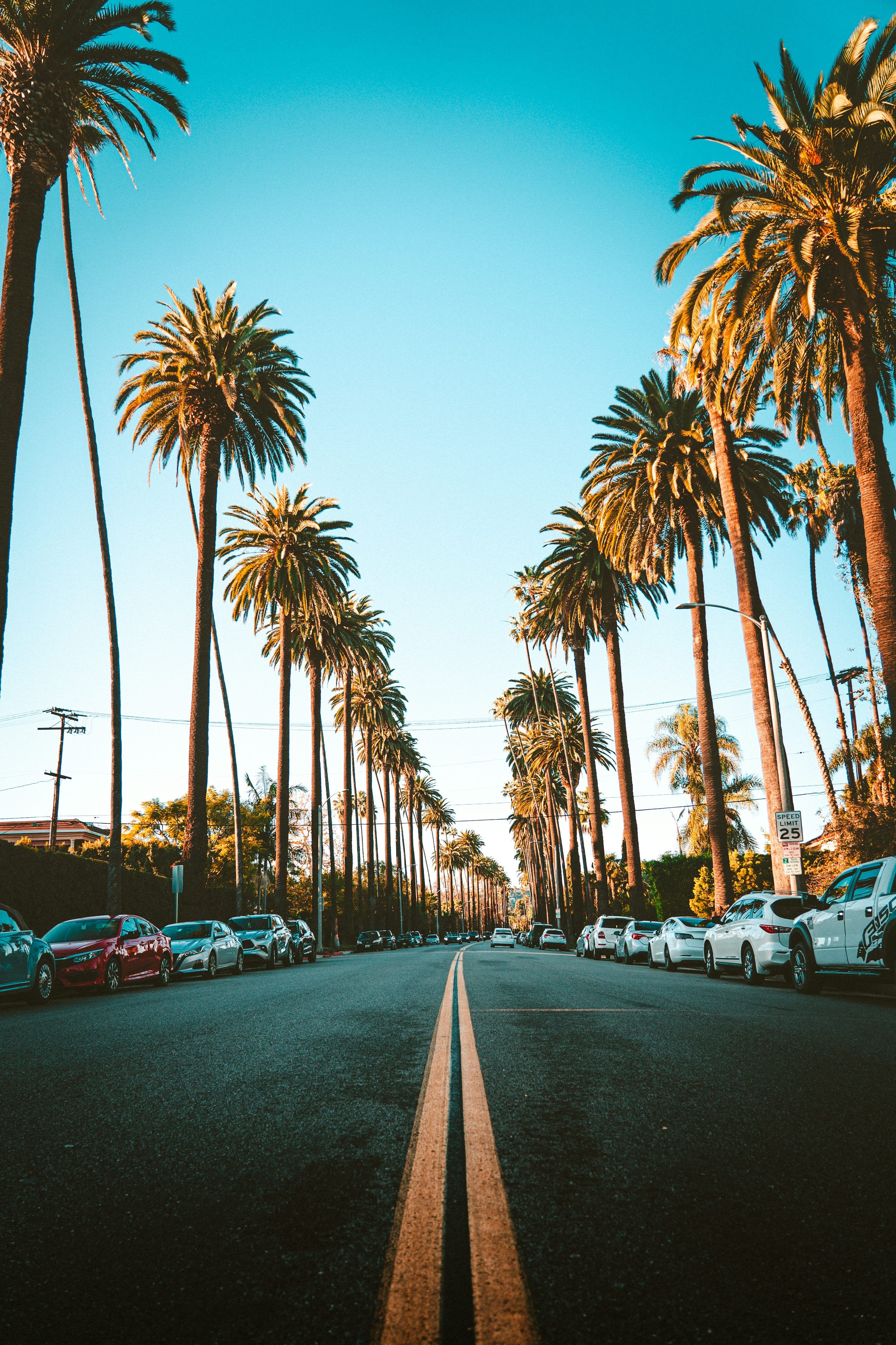 3000x4500 A street lined with palm trees and parked cars