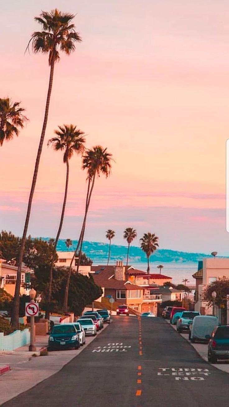 736x1308 Palm Trees. Sunset