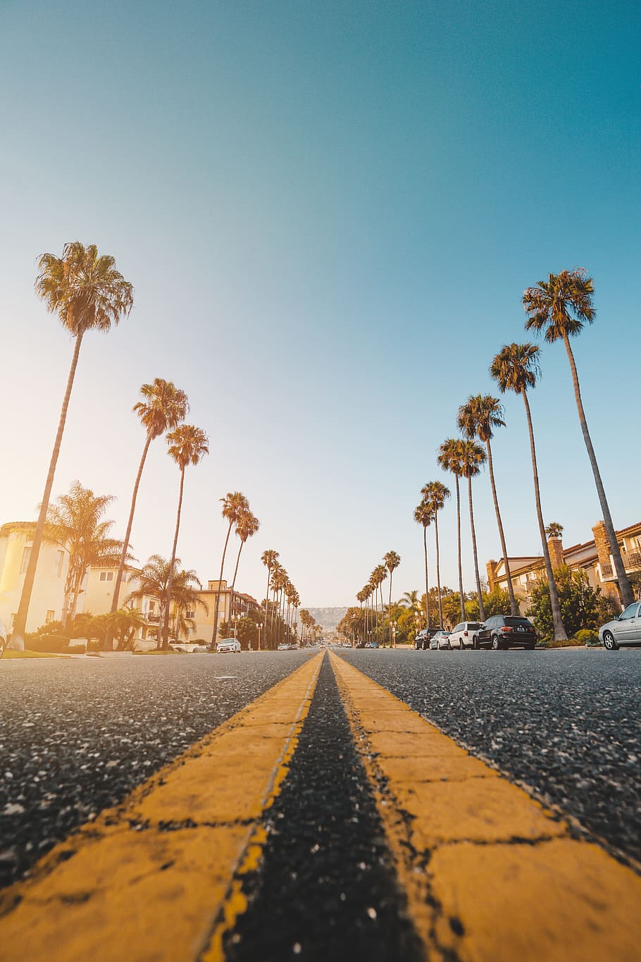 910x1365 California palm 1080P, 2K, 4K, 5K HD wallpaper free download