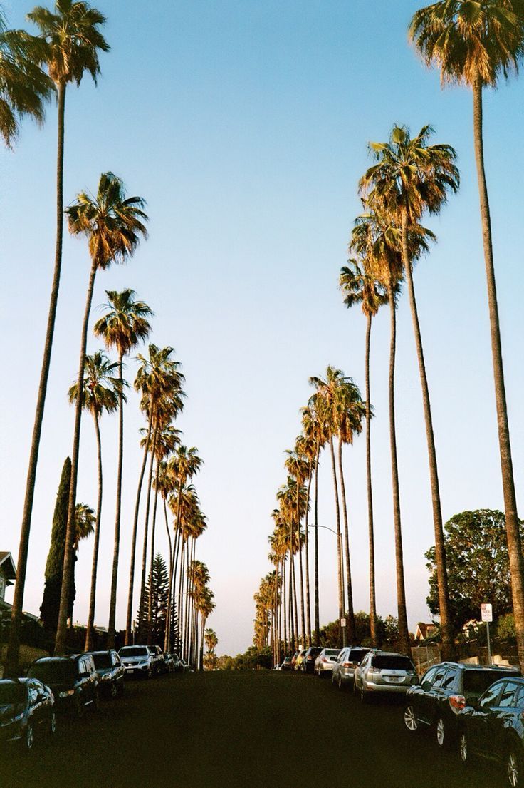 736x1105 Palms street driven down this road many times just to look at houses and 100+