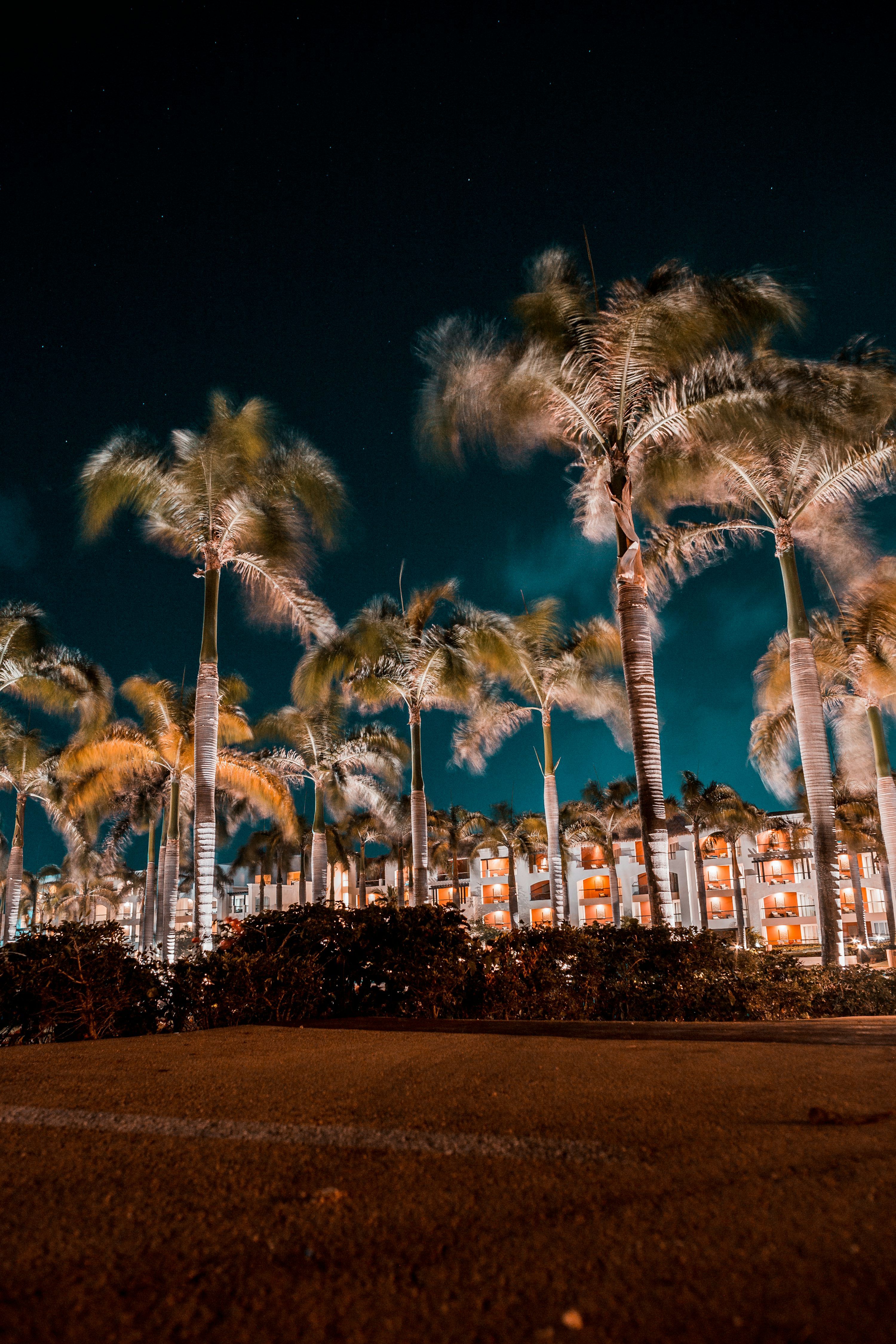 3000x4500 Palm trees during nighttime