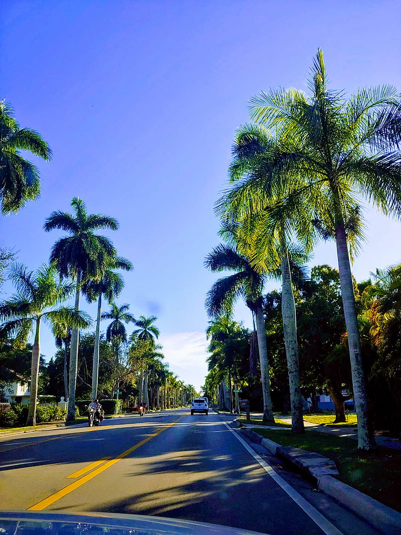 800x1067 Florida, palm trees, sunshine, HD phone wallpaper