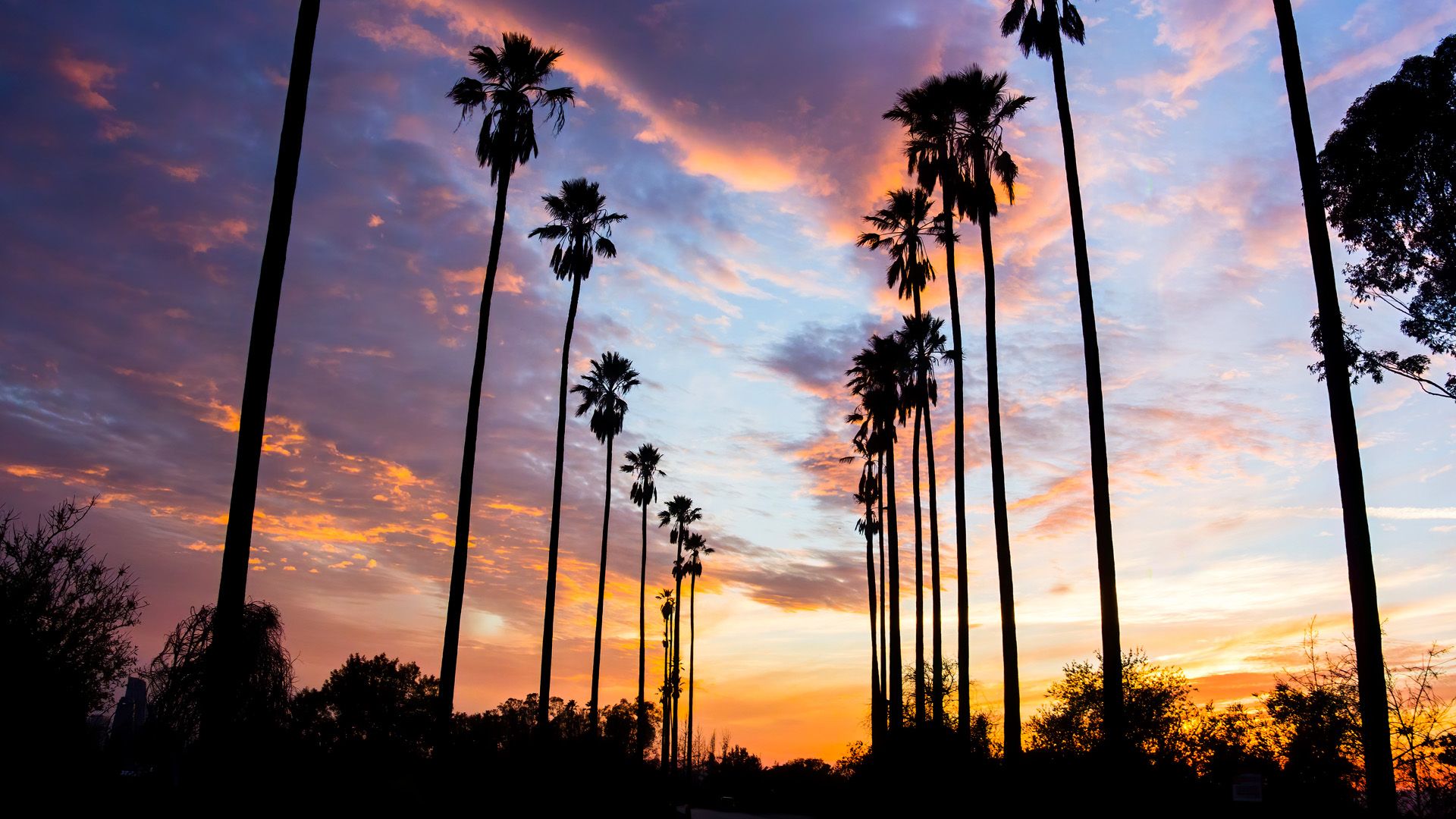 1920x1080 Palm Trees Lined Street in Los Angeles, silhouetted against colorful clouds, California, USA. Windows Spotlight Image