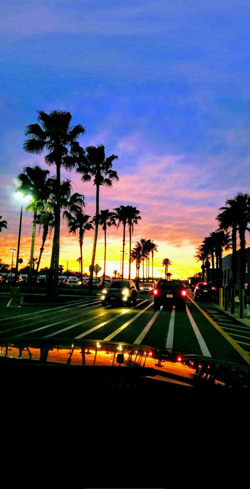 800x1565 Palm tree Sunset, blue, carros, evening, night, palm tree, pink, purple, yellow, HD phone wallpaper