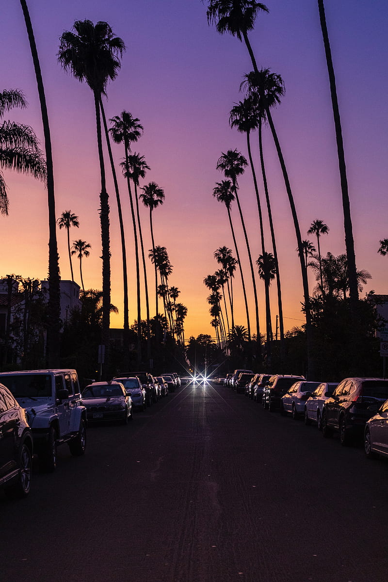 800x1200 Palm trees, twilight, street, road, carros, HD phone wallpaper