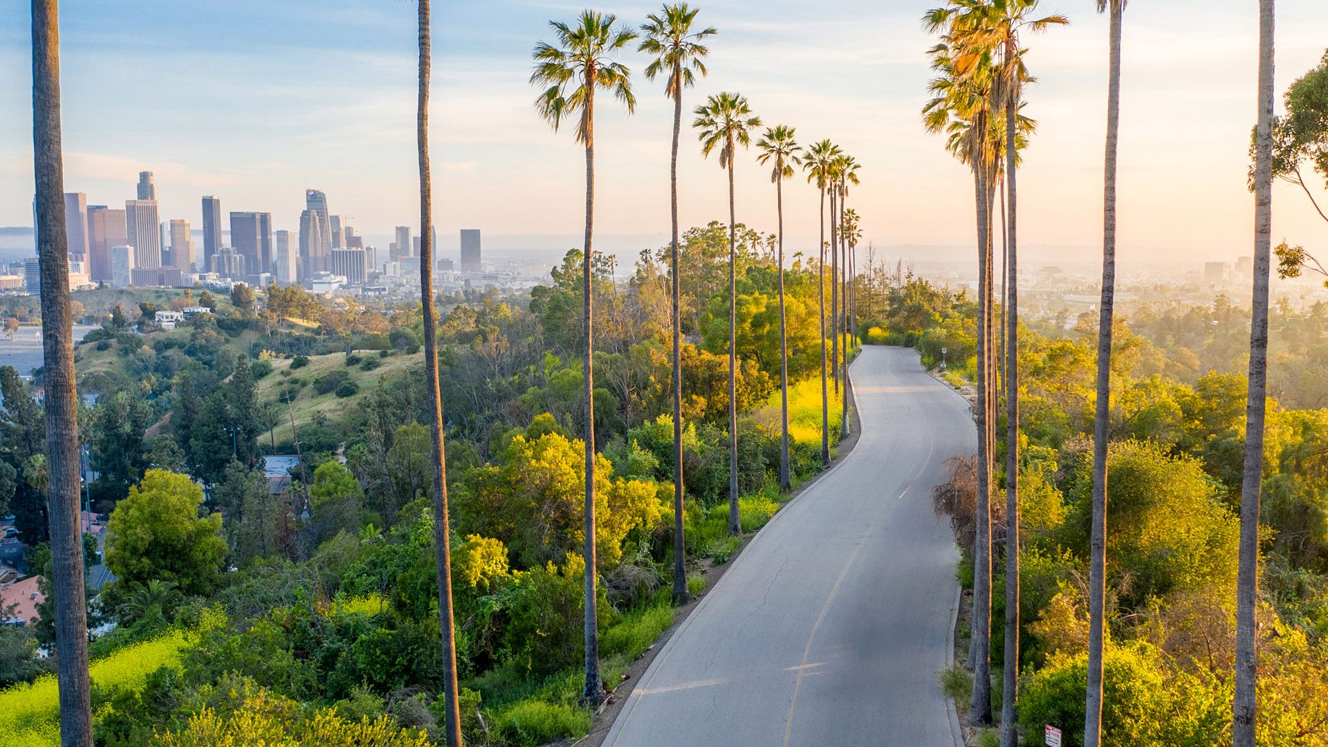1920x1080 Palm trees street towards downtown of Los Angeles, California, USA. Windows Spotlight Image