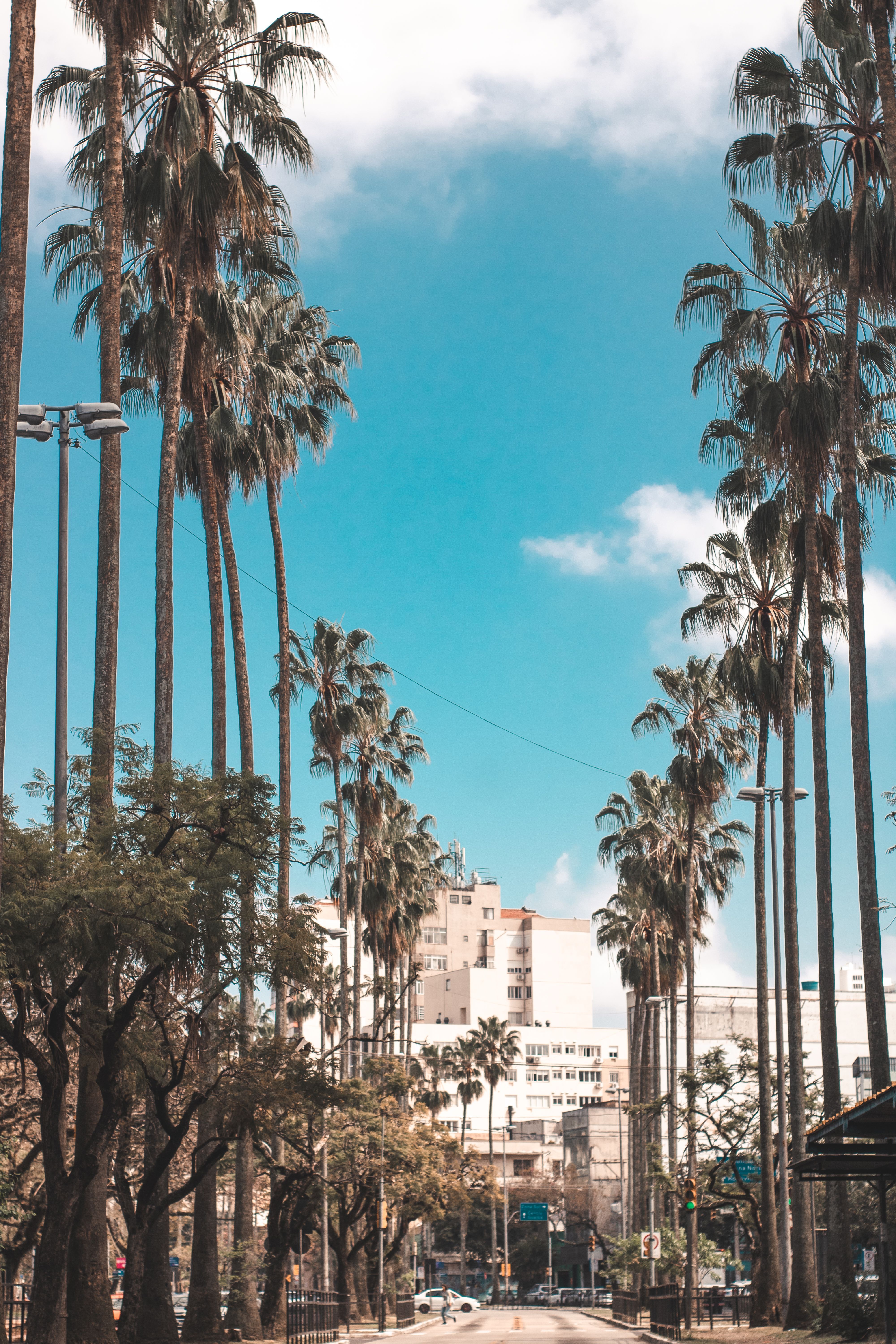 4000x6000 Palm Trees on the Road · Free