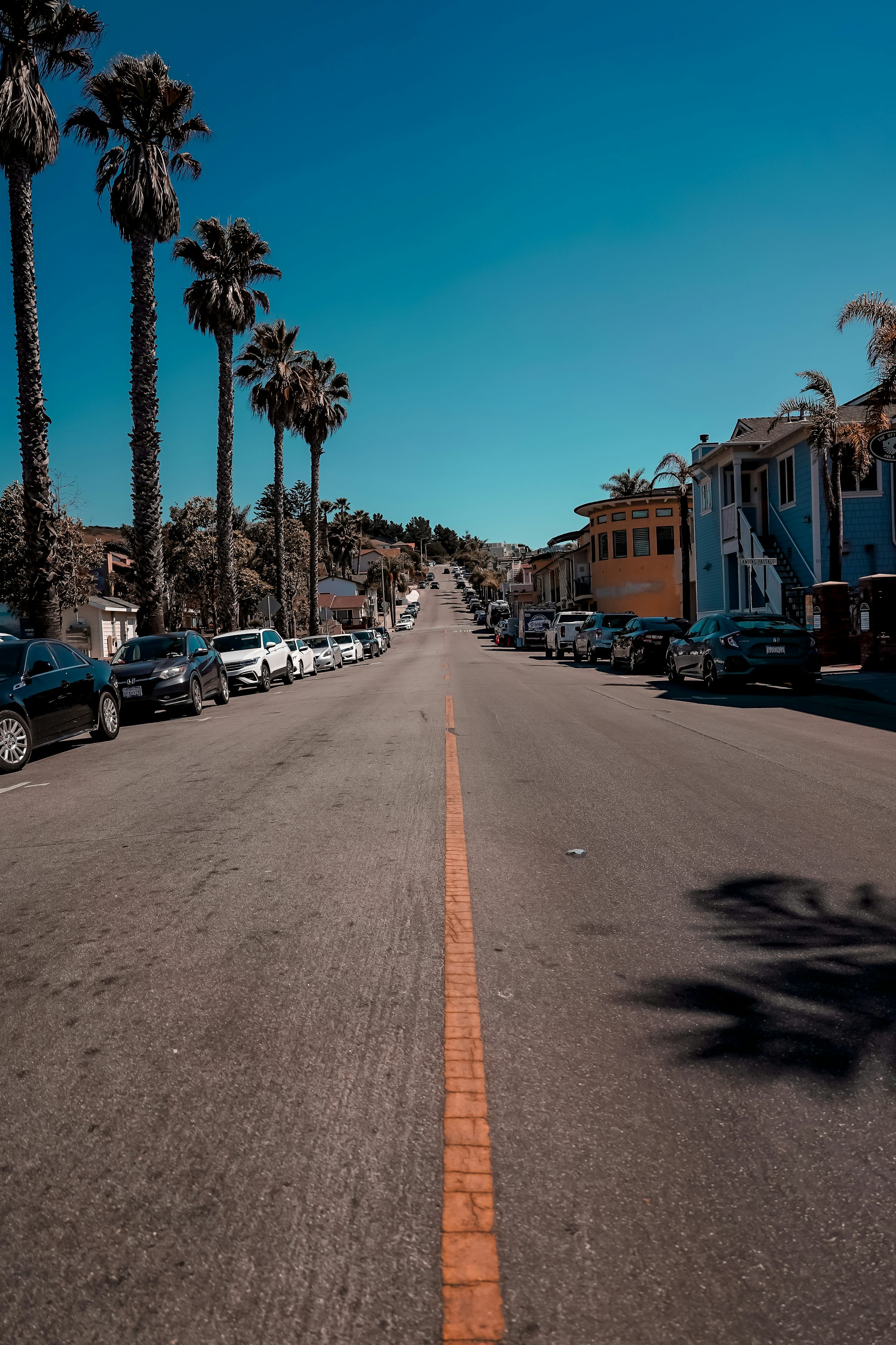 3000x4500 A street in california, lined with palm trees