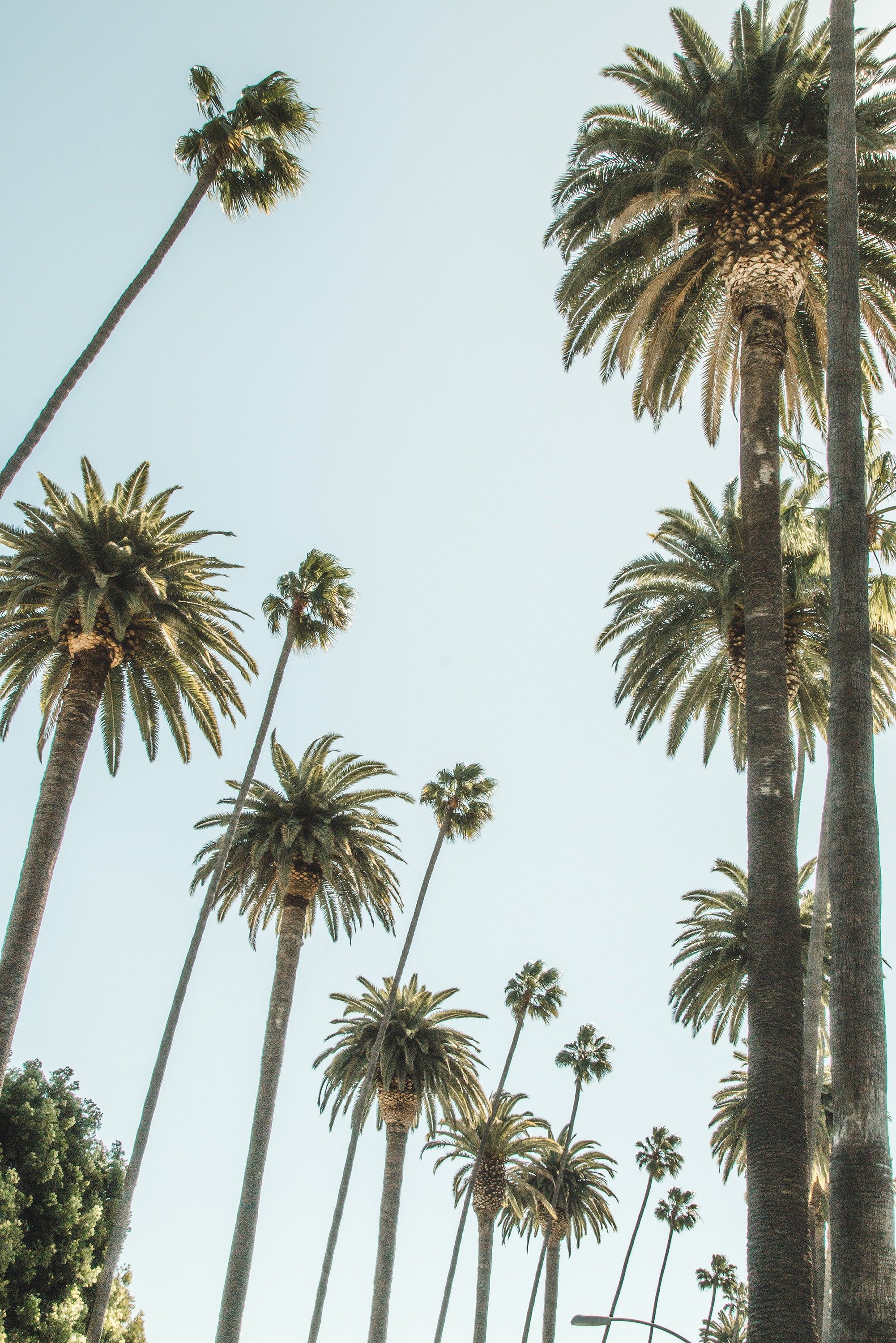 2002x2999 California Palm Trees Wallpaper
