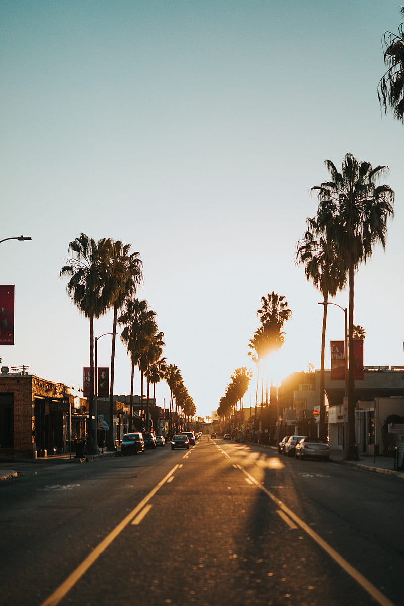 800x1200 Street, city, sunset, palm trees, carros, HD phone wallpaper