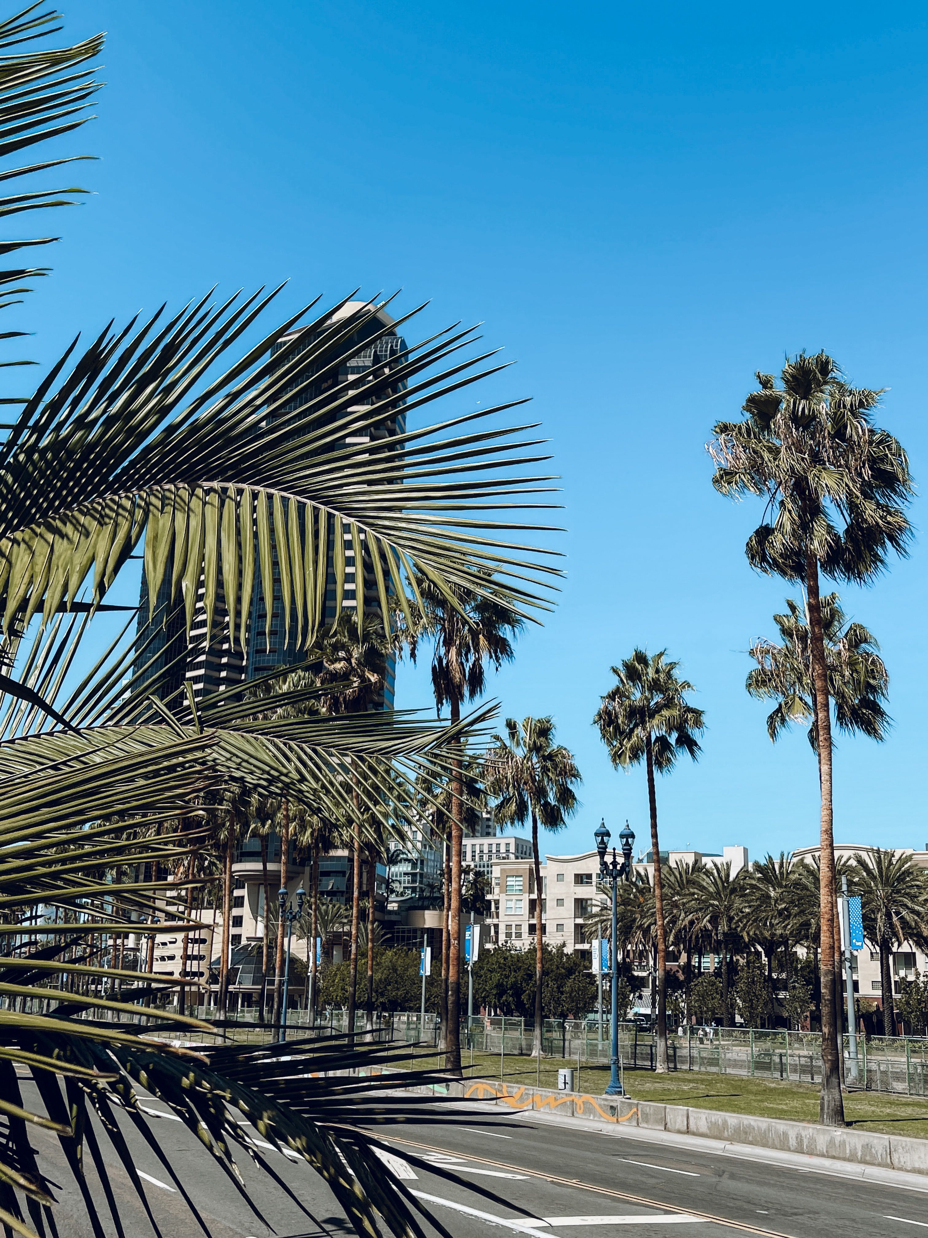 3024x4032 Palm Trees along the Street in City · Free