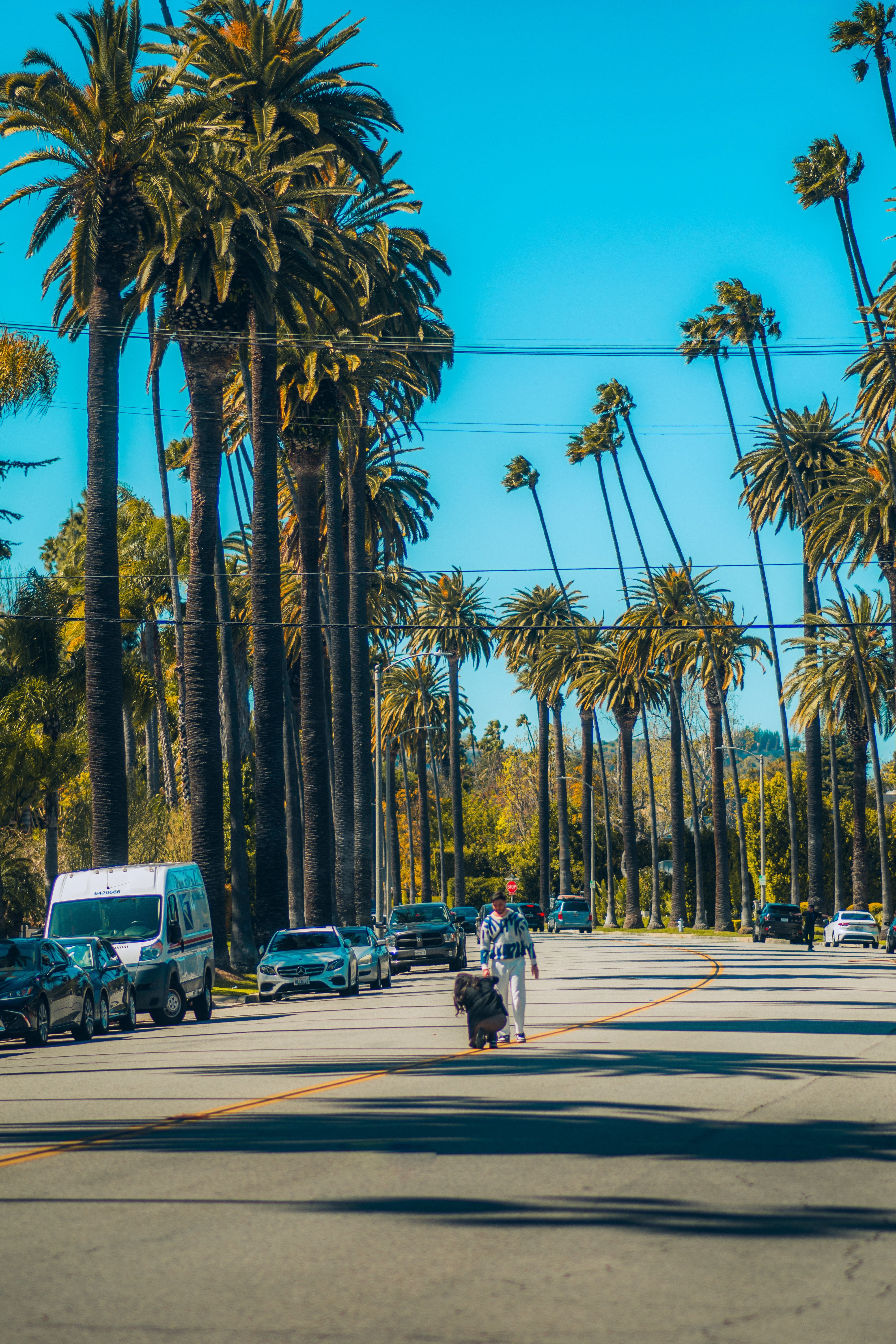 4000x6000 A Street between Palm Trees · Free