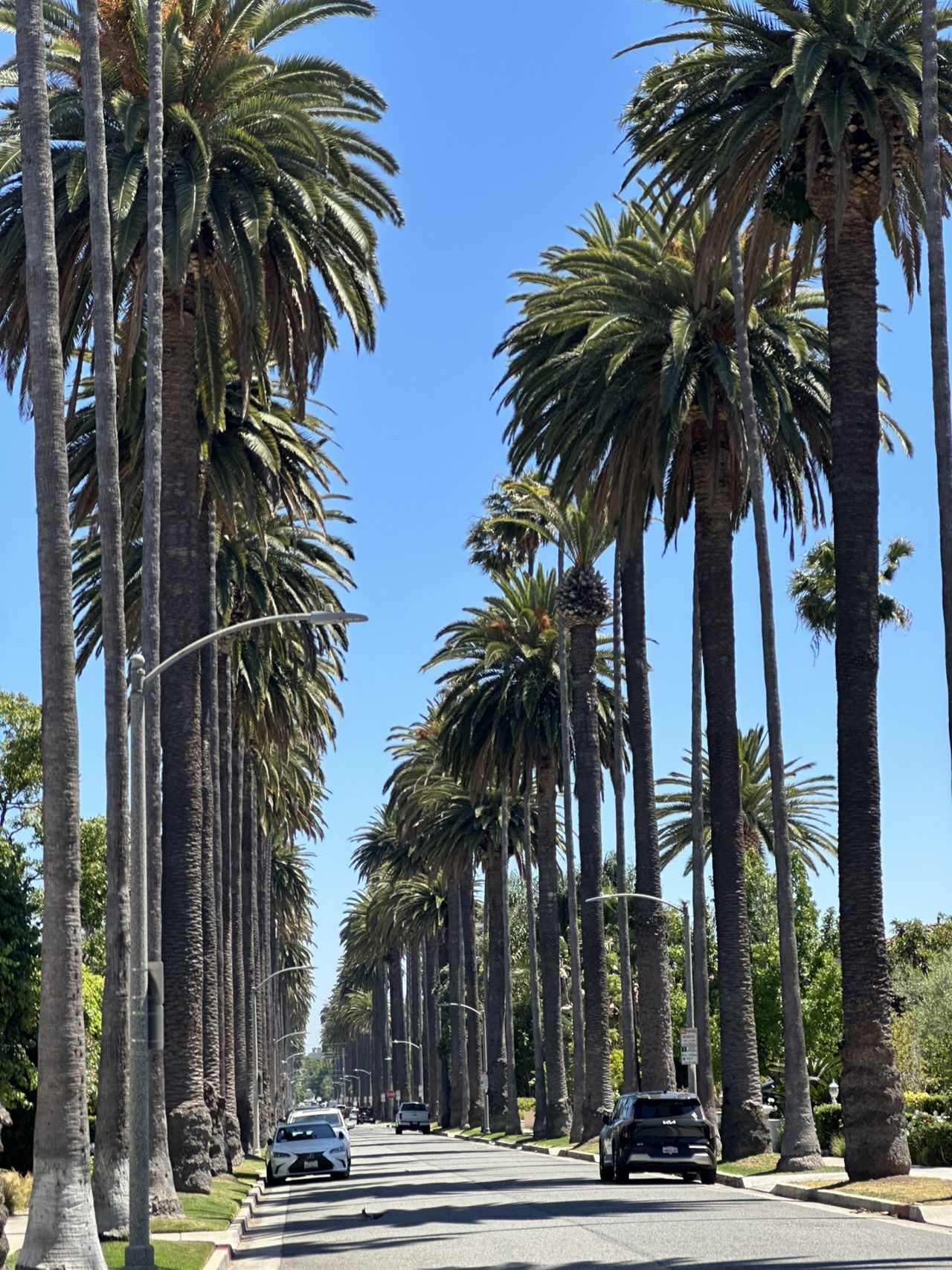 1280x1706 Los Angeles Palm Tree Streets. Instagram Worthy Photo Guide. Trip.com Beverly Hills