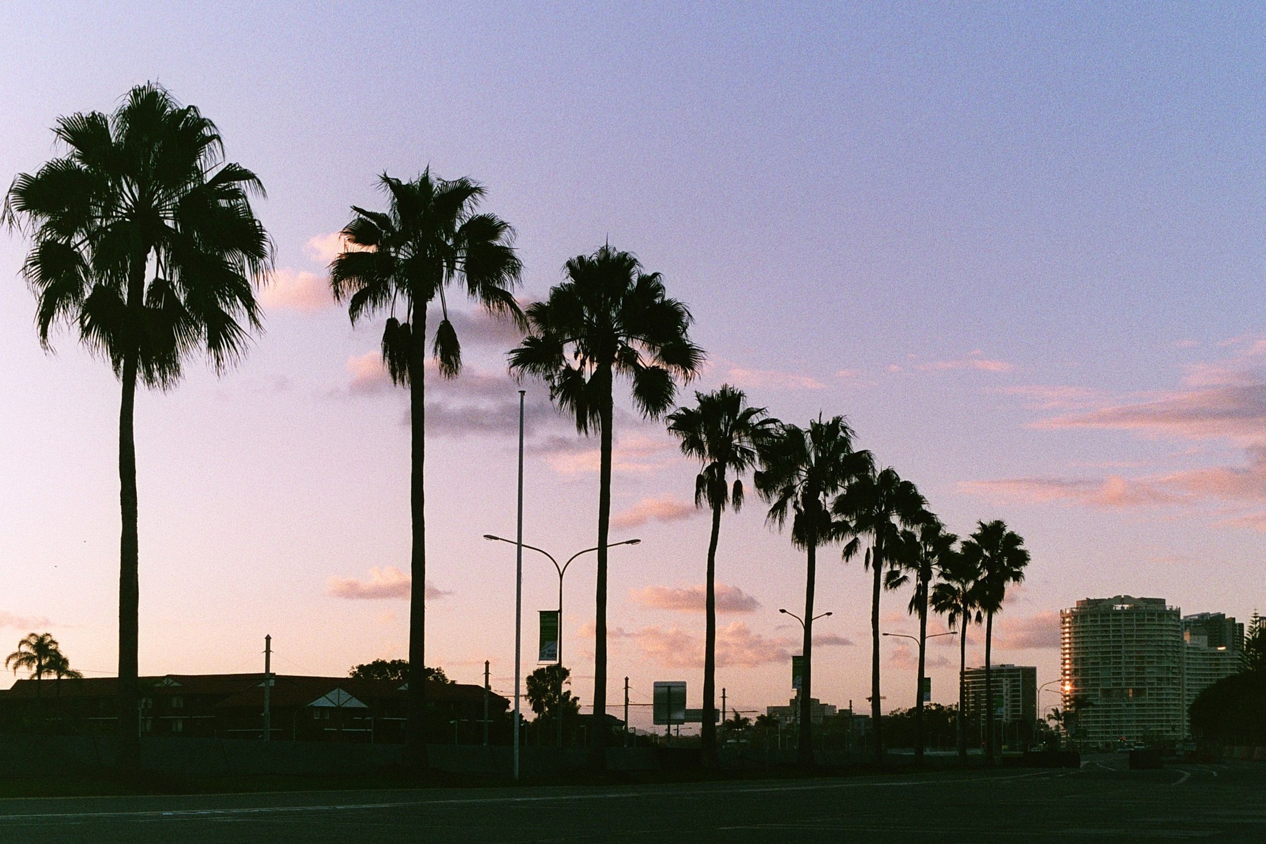 2548x1699 Row of palm trees