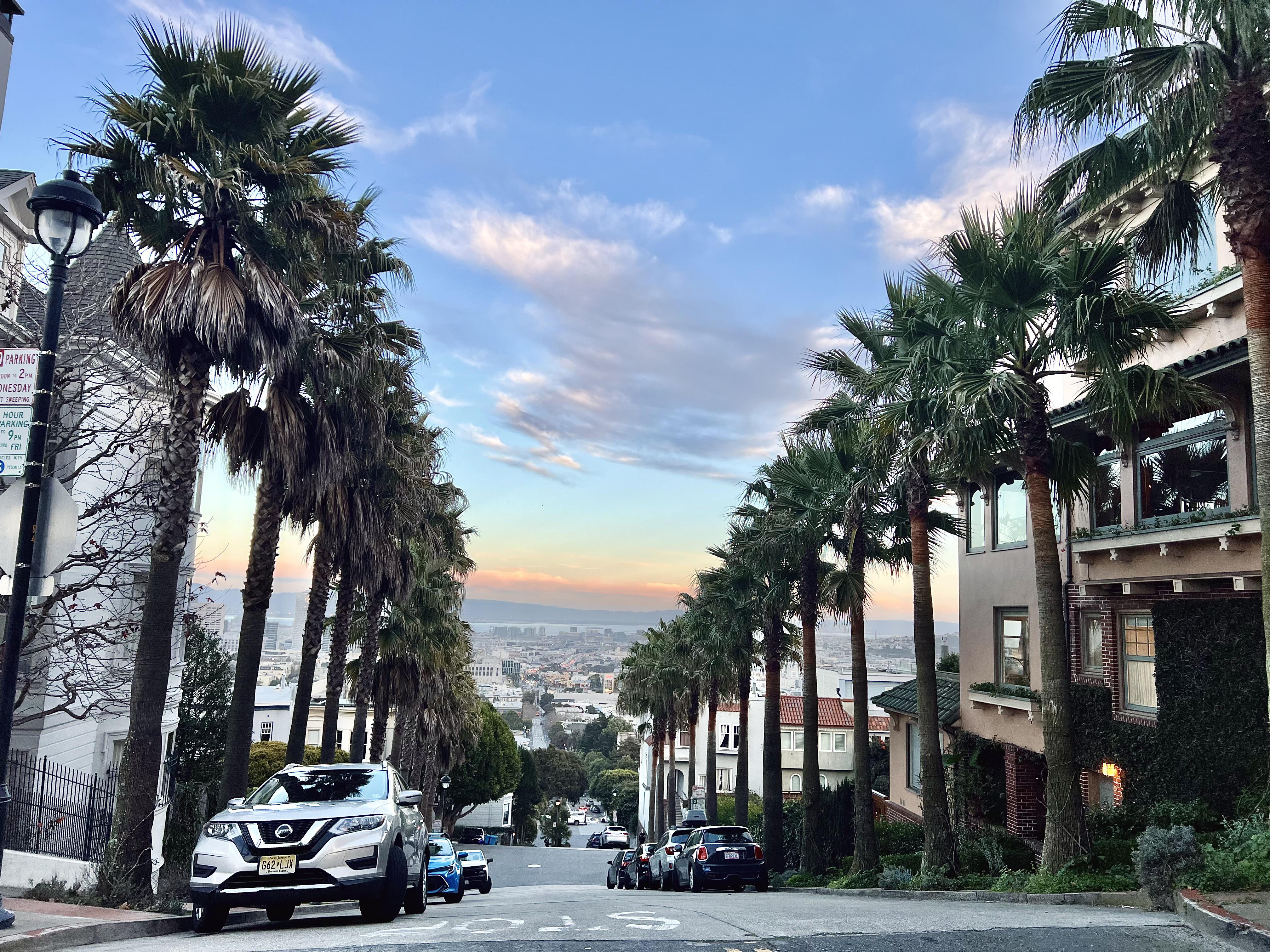 4032x3024 Palm Tree Lane near Buena Vista Park