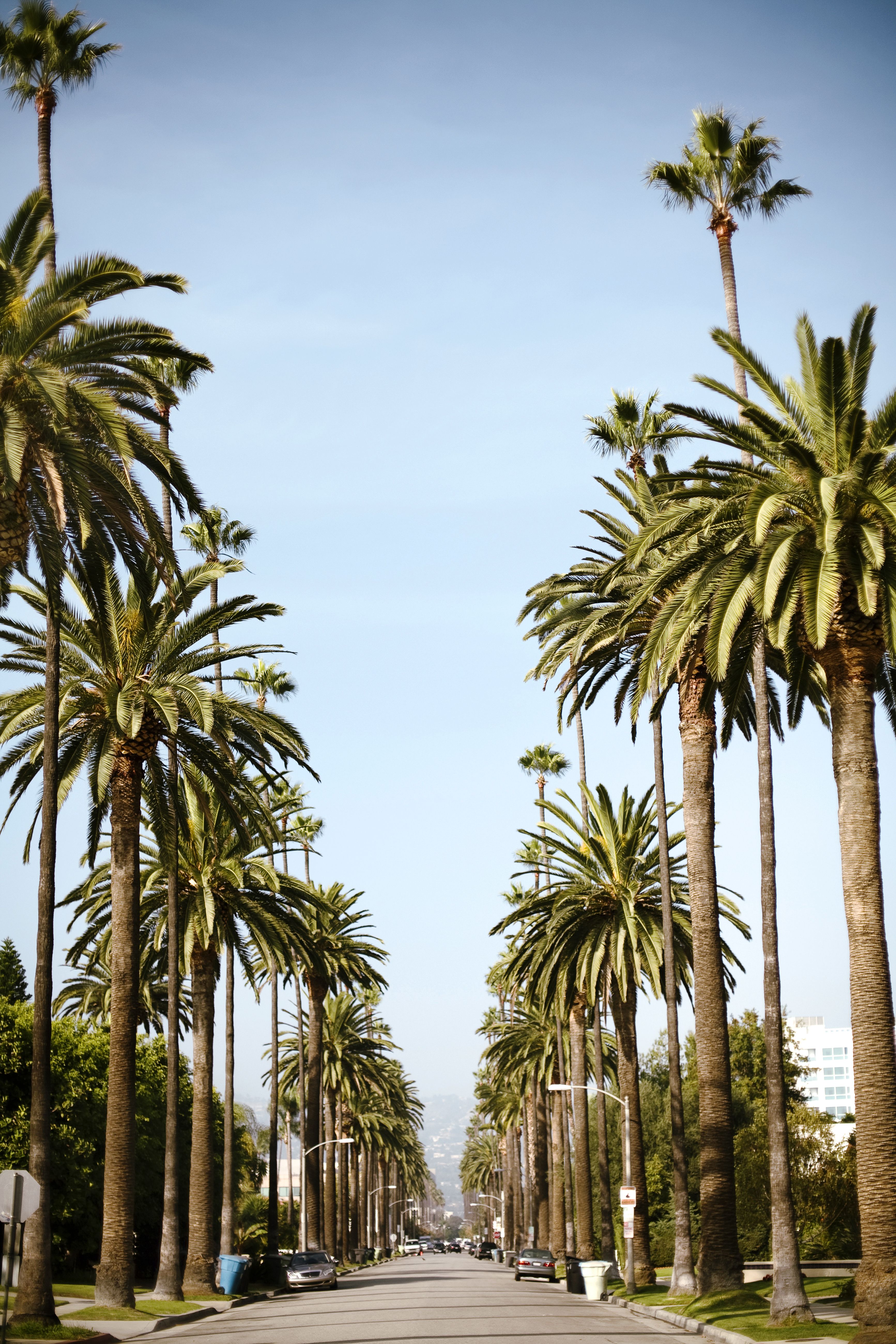 3467x5200 Best Palm Trees For Home Gardens