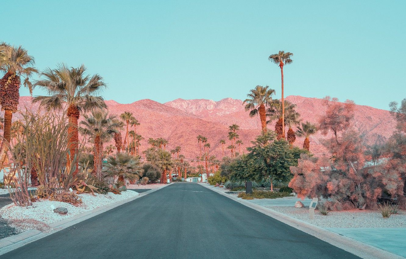 1332x850 California Palm Trees Wallpaper