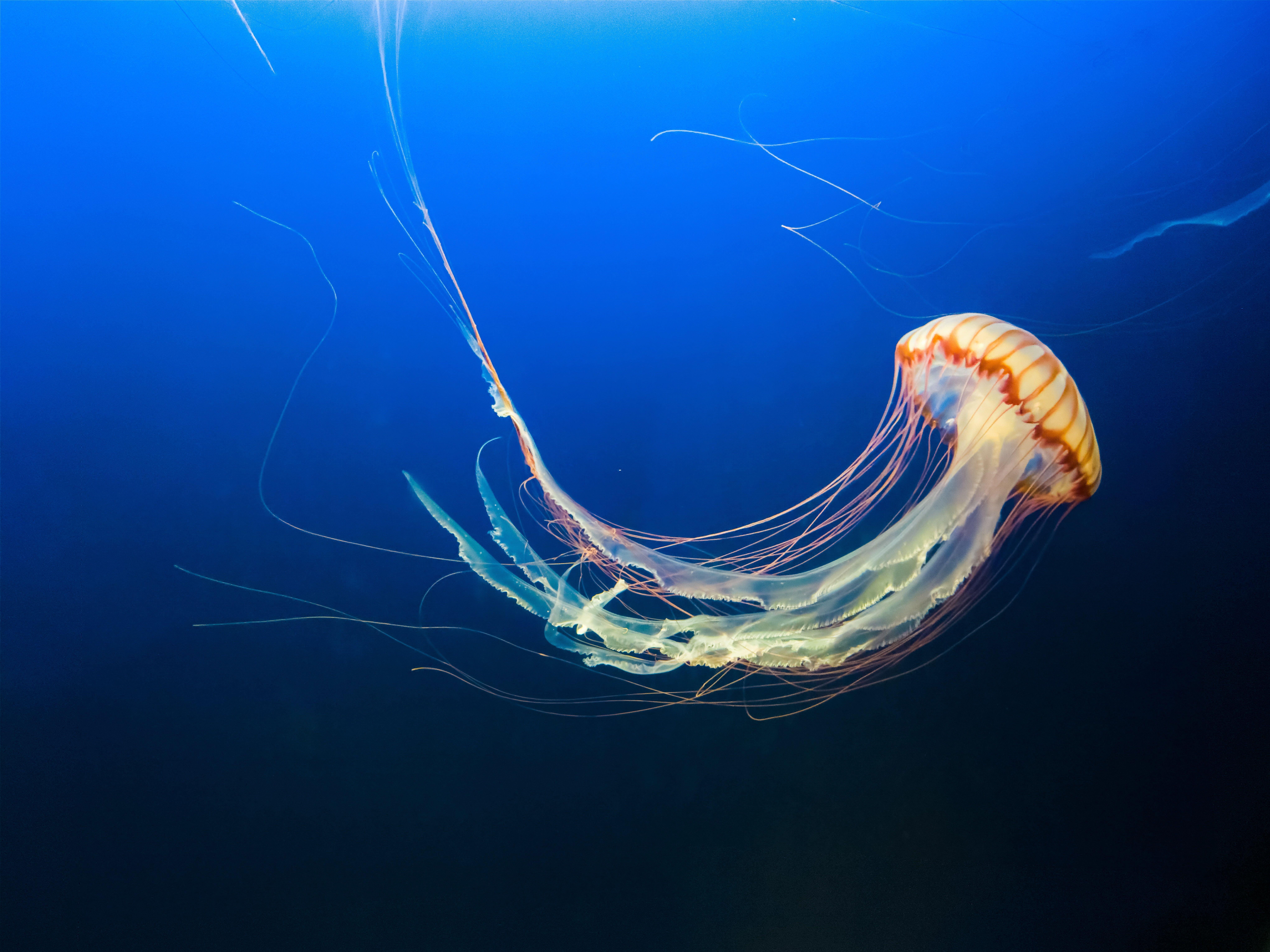 8164x6123 yellow jellyfish wallpaper #jellyfish underwater world #tentacles #swim # ocean K #wallpaper #. Jellyfish picture, Jellyfish photography, Jellyfish illustration