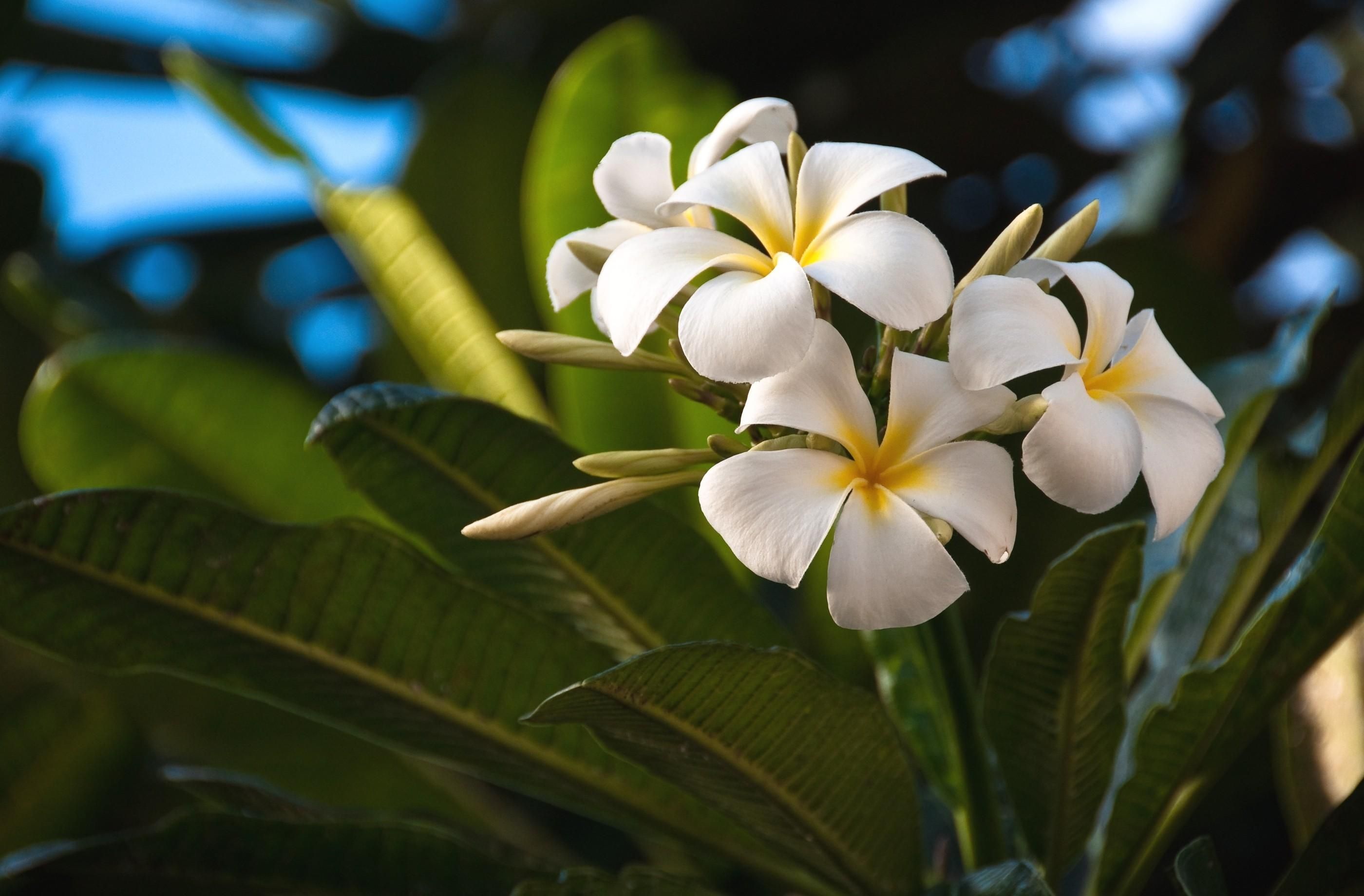 2800x1840 Desktop wallpaper: Flowers, Leaves, Exotic, Exotics, Plumeria 4K free download for PC. 59709