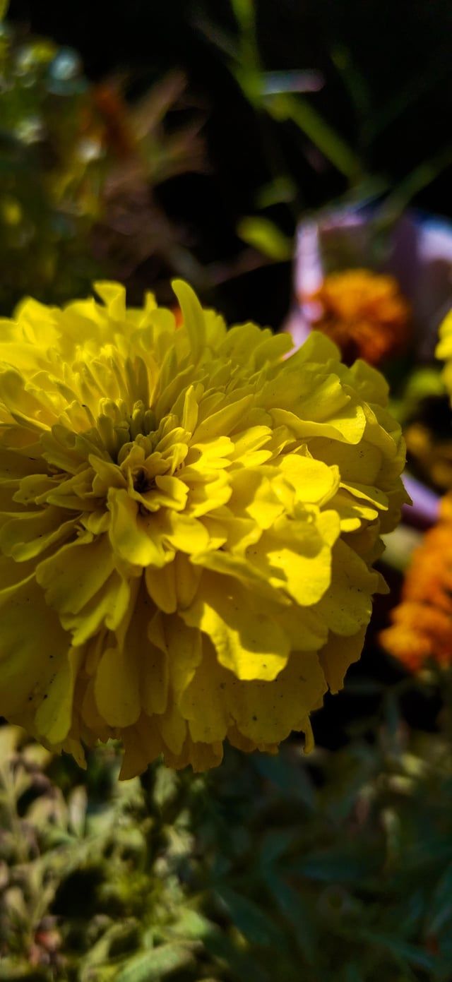 640x1391 Beautiful Marigold wallpaper for you [Shot On HONOR 9X Pro, Resolution: (1800x4000)px]