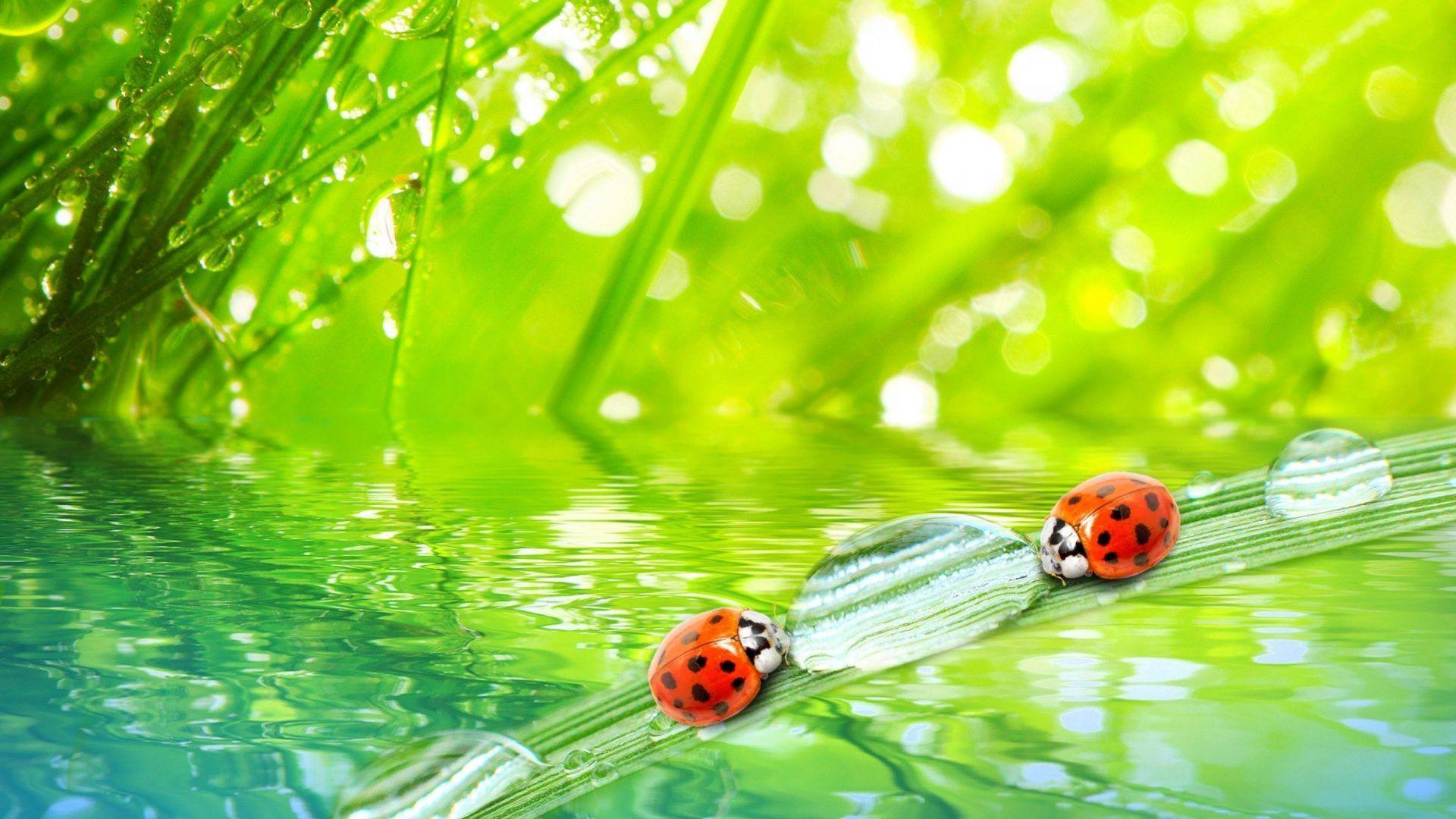 Cute Bug Wallpapers - Top Free Cute Bug Backgrounds - WallpaperAccess
