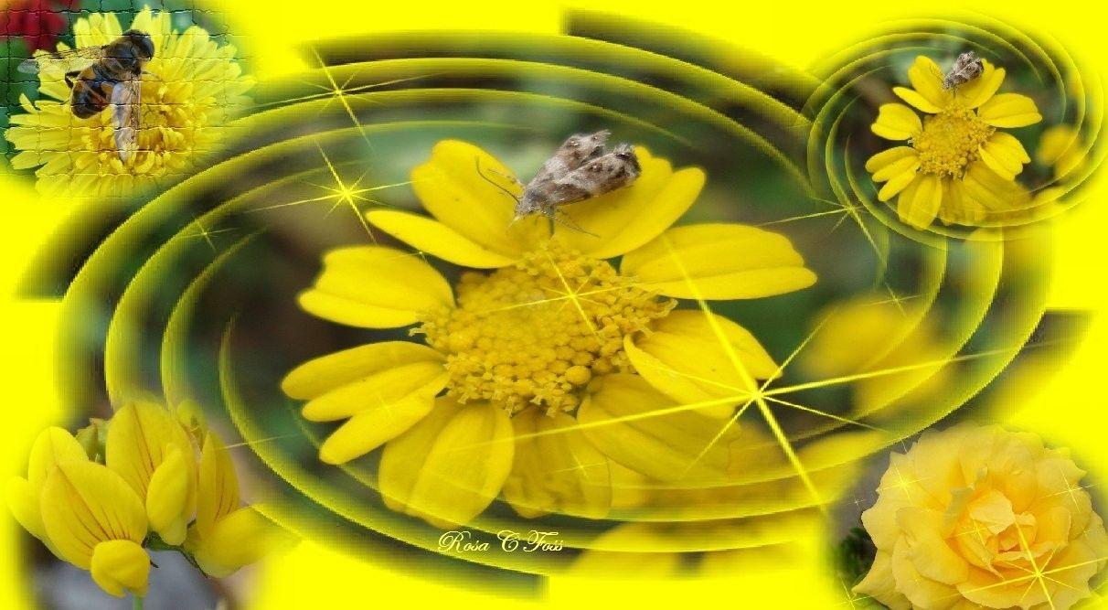 1212x667 Bug wallpaper: Hornet Wasp Queen Insect Guards Bug Sting Image