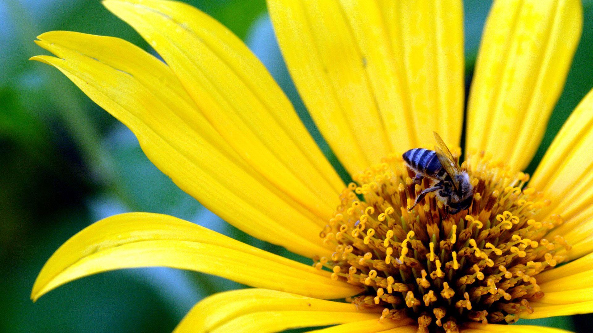 1920x1080 Big Yellow Flower Wallpaper. Animals. Flower
