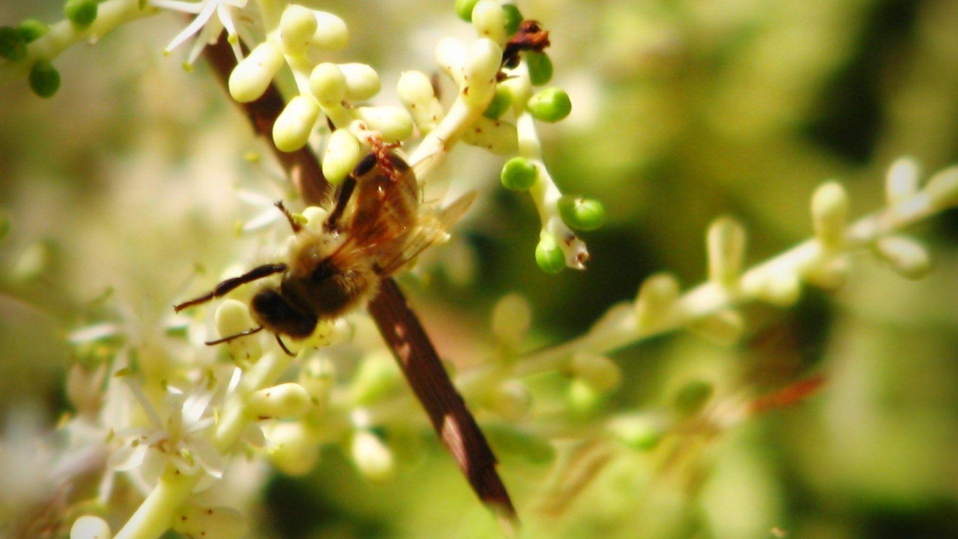 1920x1080 Bug wallpaper: Hornet Wasp Queen Insect Guards Bug Sting Image