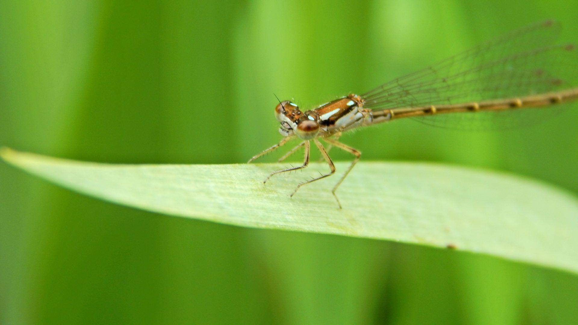 1920x1080 Bugs Tag wallpaper: Nature Bugs Green Macro Millipede Insect