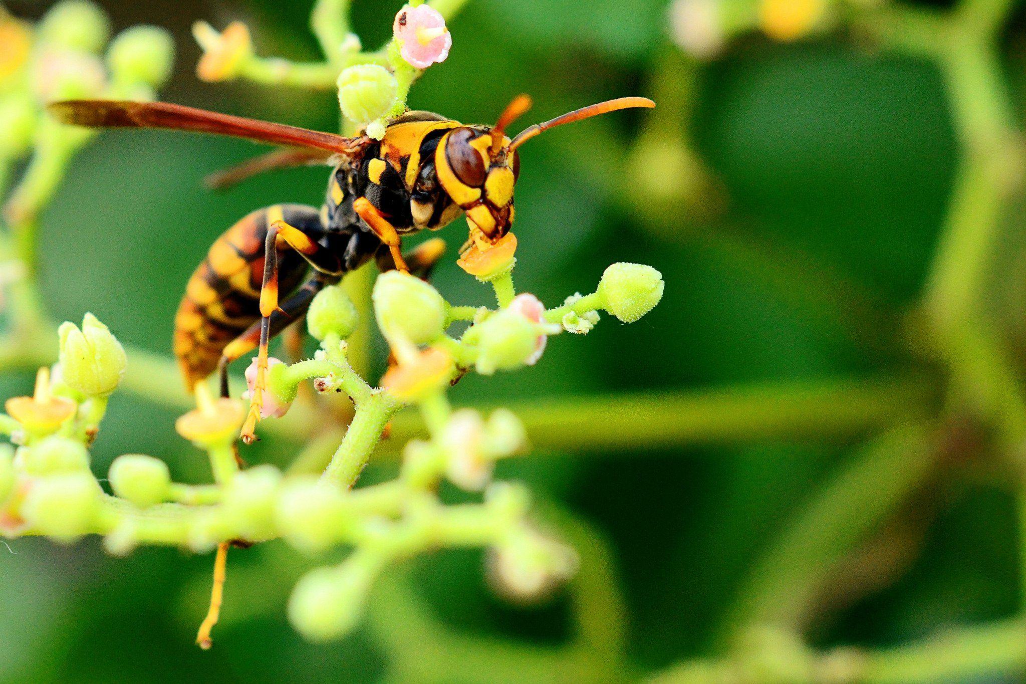 2048x1365 Green insects bug mantis macro close up nature wallpaper butterfly