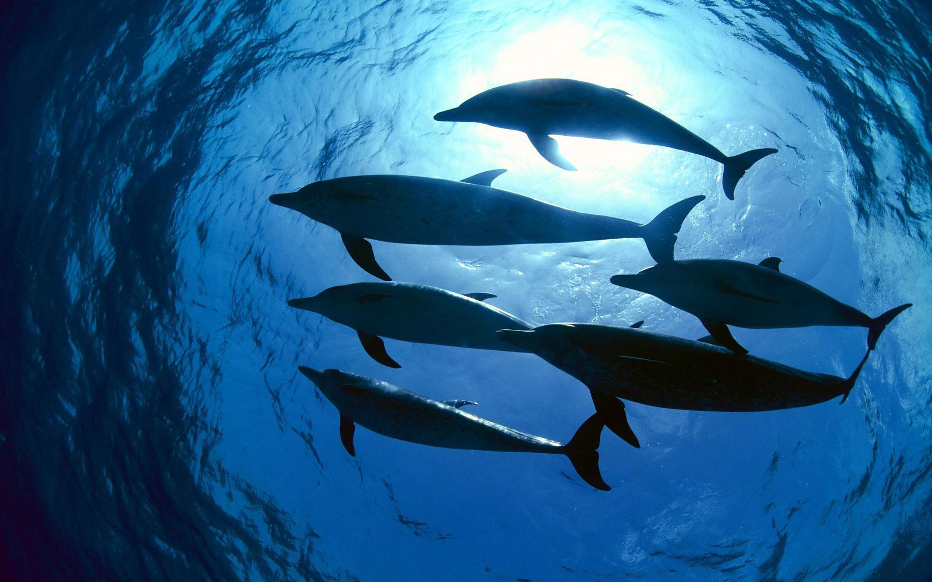 1920x1200 Dolphins Underwater Wallpaper