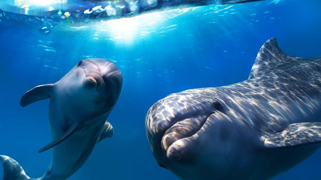 1366x768 Dolphin Underwater Marine Life HD Wallpaper2016 Wallpaper Dolphin