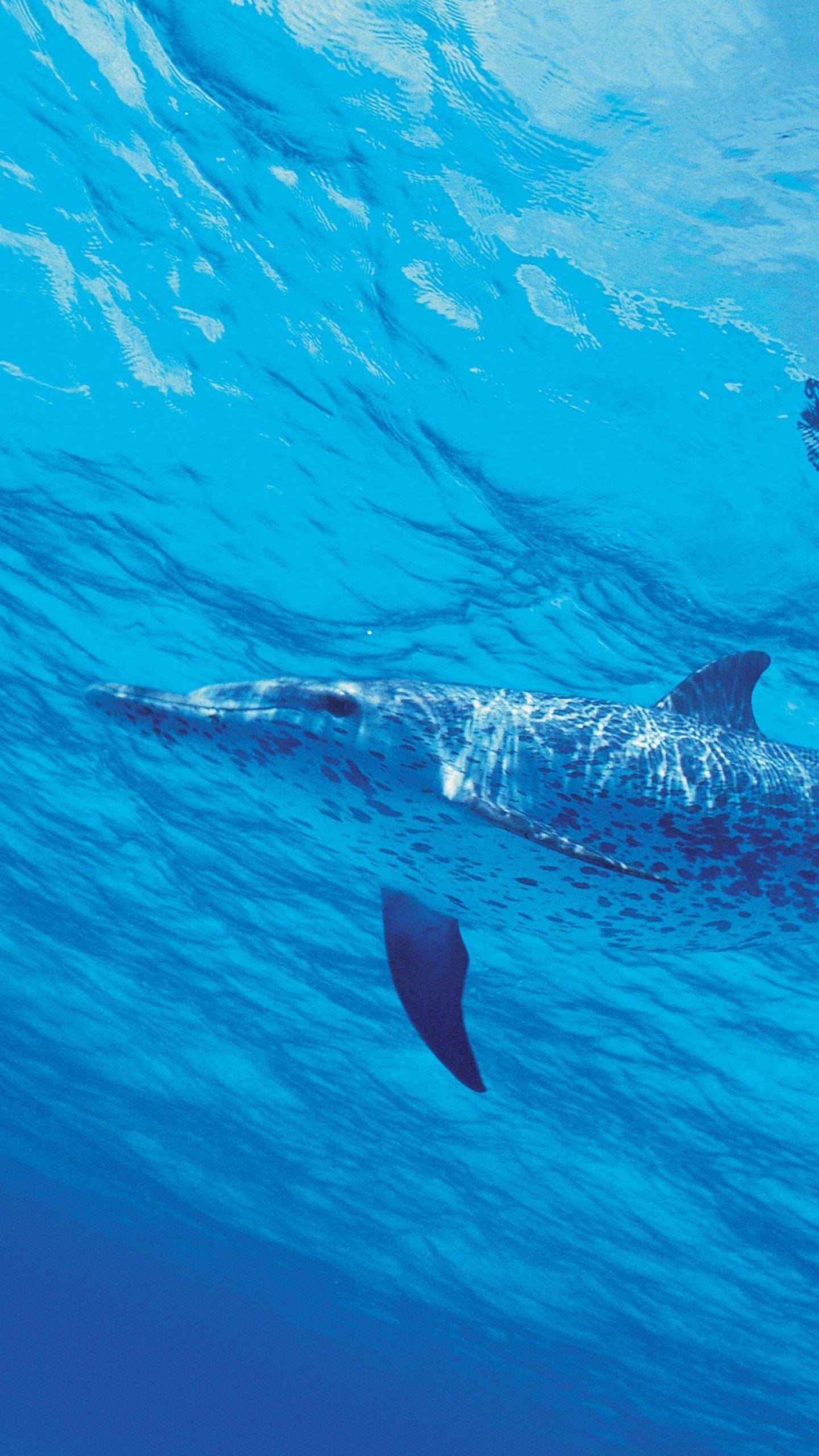 1440x2560 Dolphins 4K Wallpaper, Underwater, Under the Sea, Aqua blue, Animals