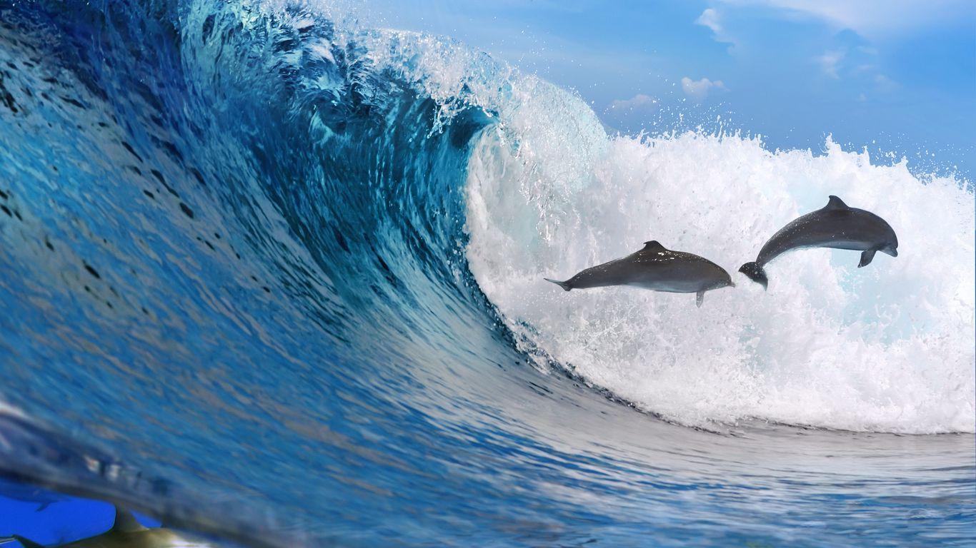 1366x768 Download wallpaper 1366x768 dolphins, ocean, wave, freedom tablet, laptop HD background