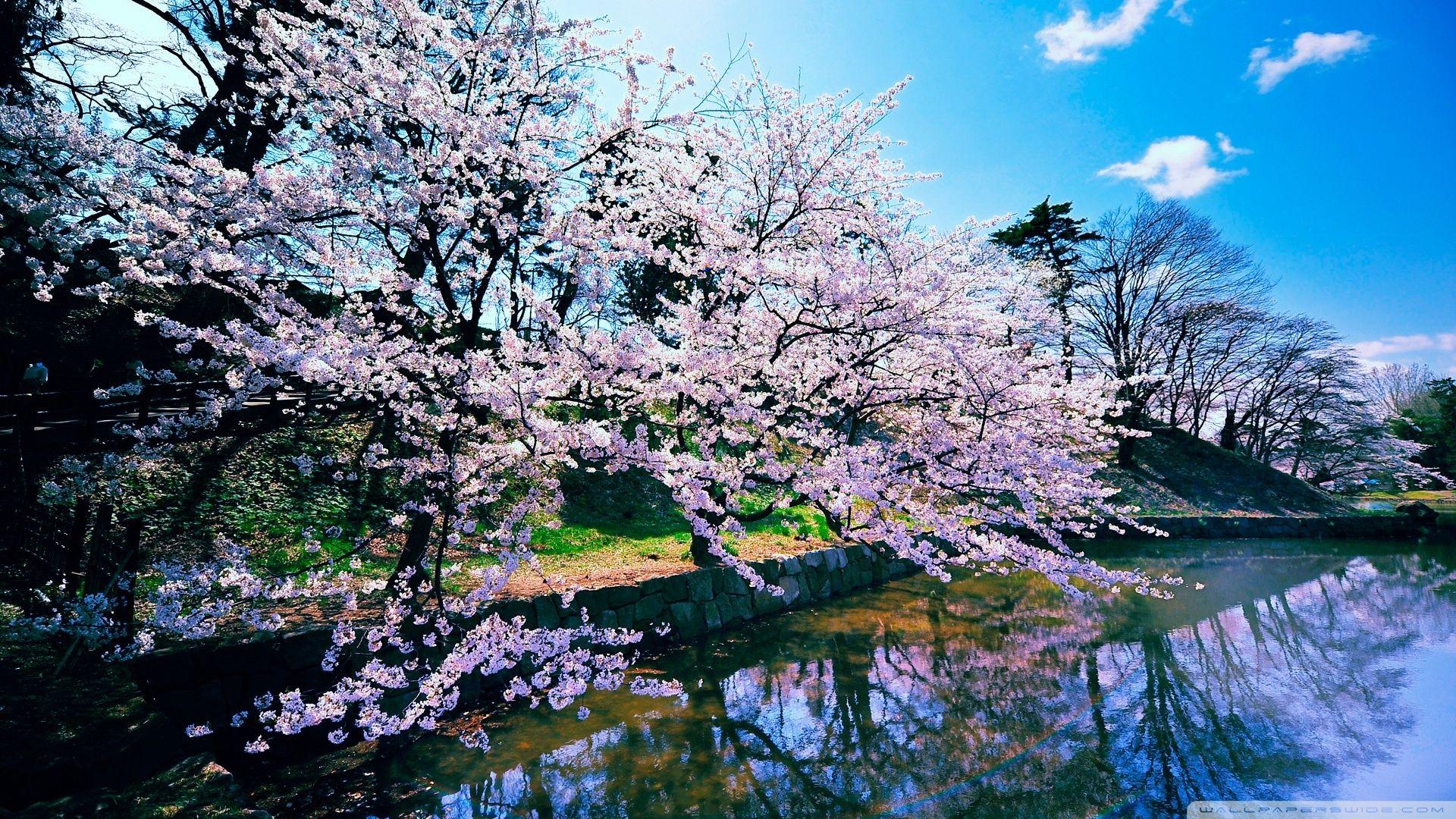 Cherry Blossom Tree Desktop Wallpapers Top Free Cherry Blossom