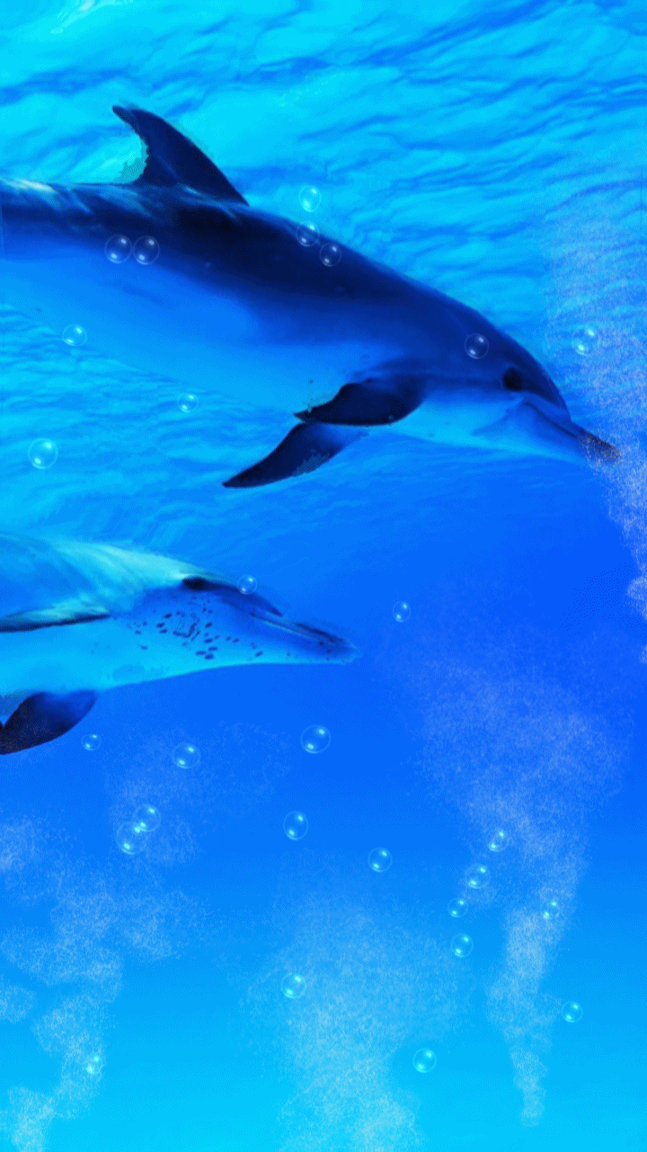 720x1282 Dolphin fish image live wallpaper. Dolphin wallpaper live. Underwater dolphin. Underwater background, Live wallpaper, Underwater