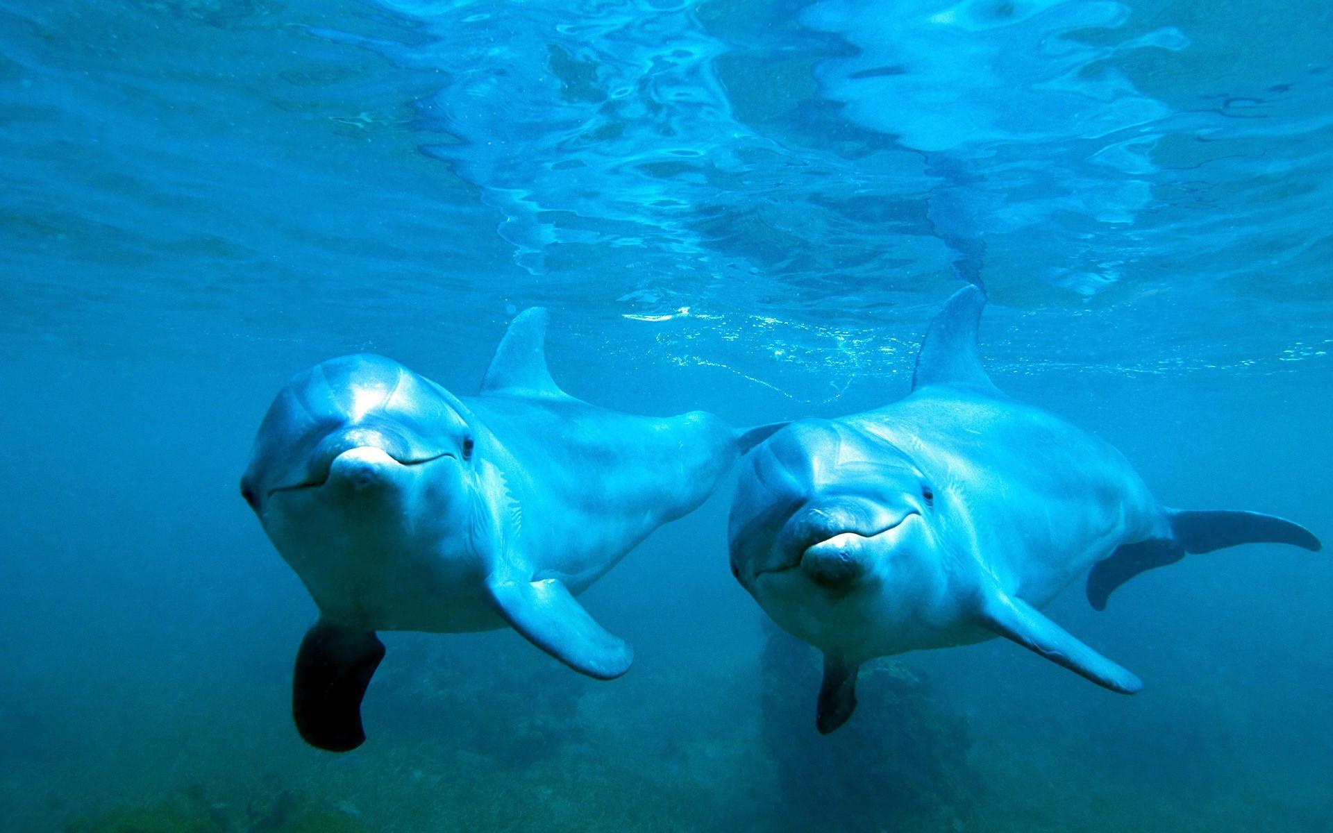 1920x1200 Dolphins Underwater Wallpaper