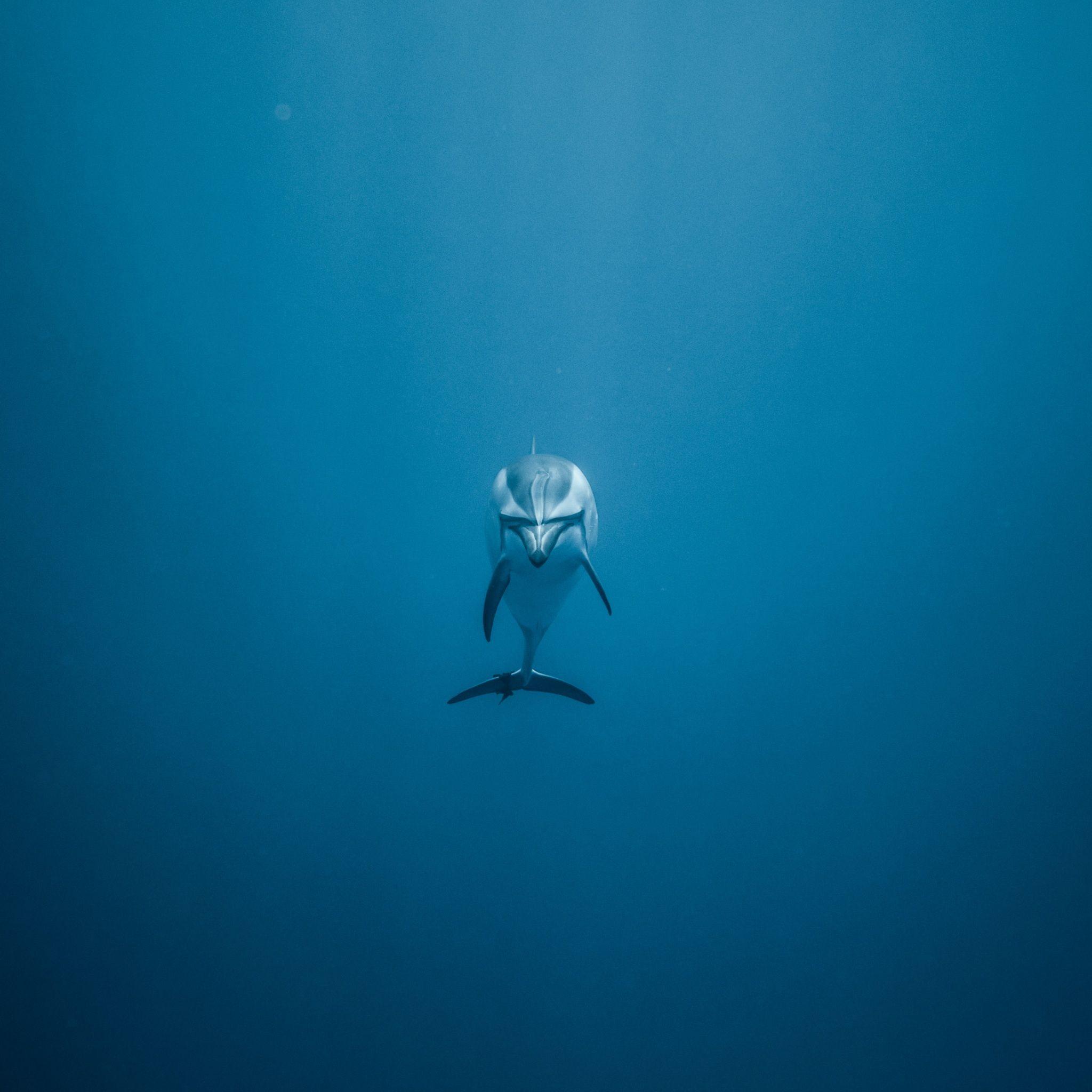 2048x2048 Wallpaper 4k Dolphin Underwater