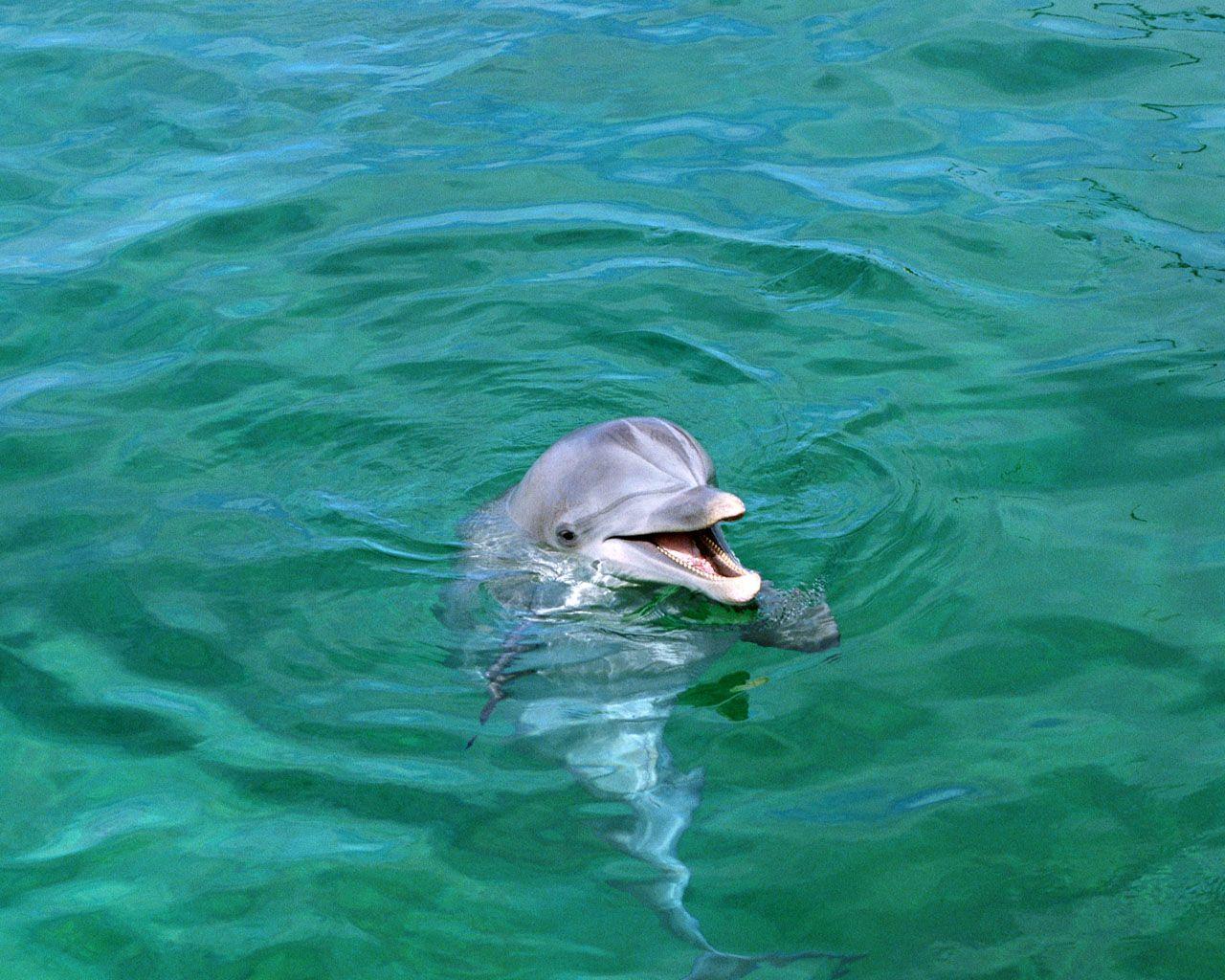 1280x1024 Beautiful Wallpaper and Image: Beautiful Dolphin Underwater HD Wallpaper