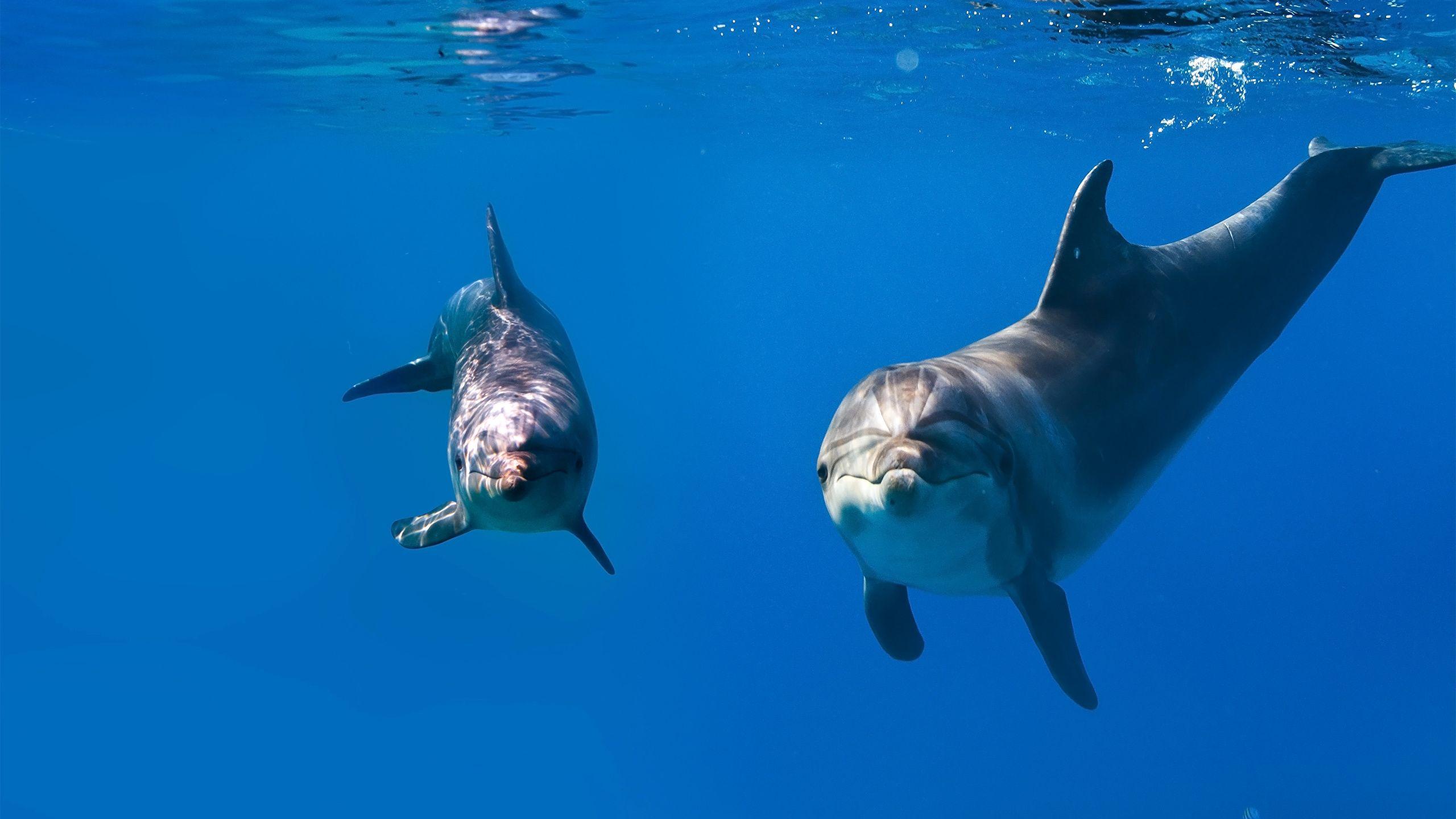 2560x1440 Photo Dolphins Underwater world 2 Animals 2560x1440