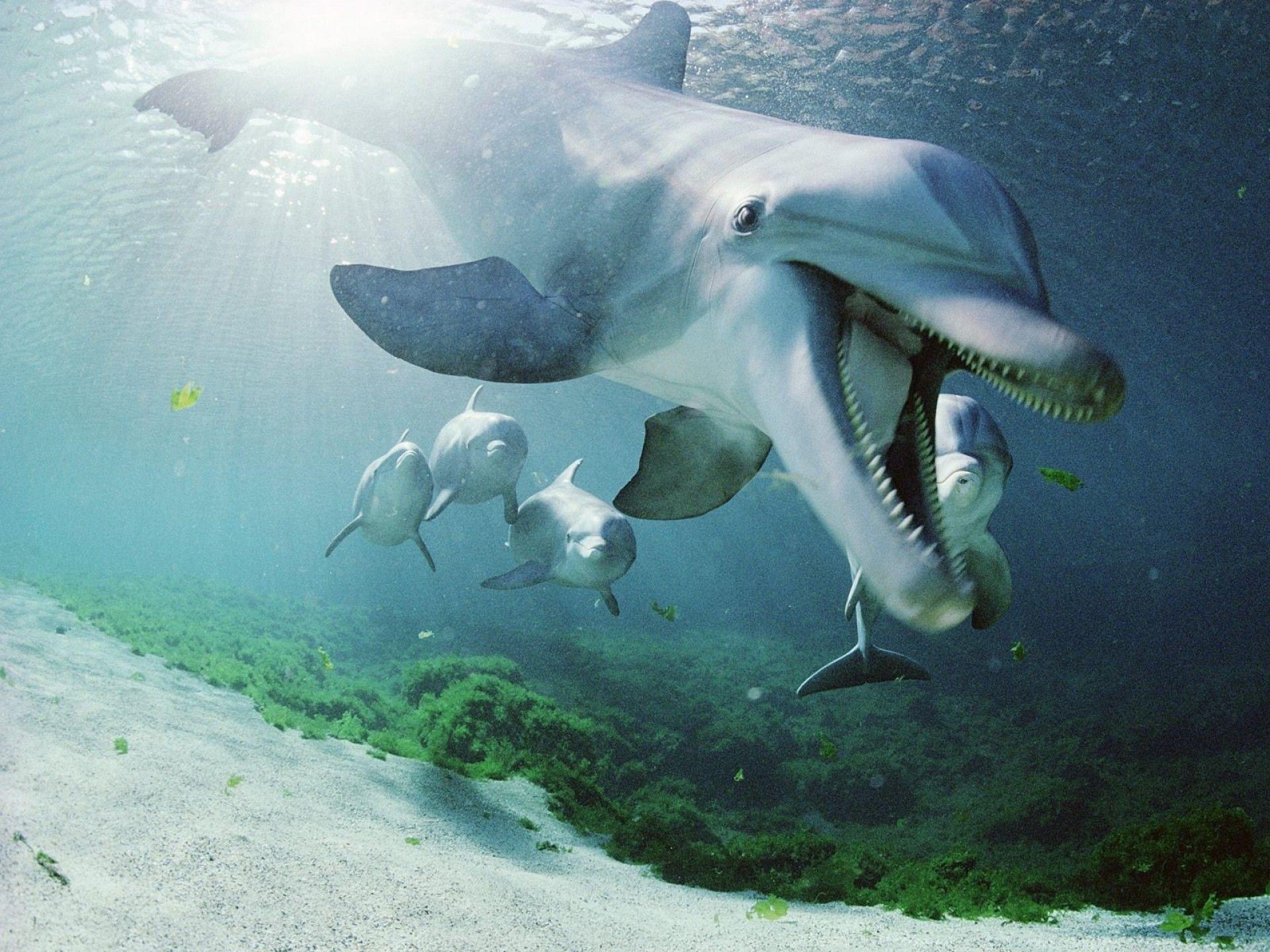 1920x1440 Dolphin, Underwater, Swimming, Sea wallpaper
