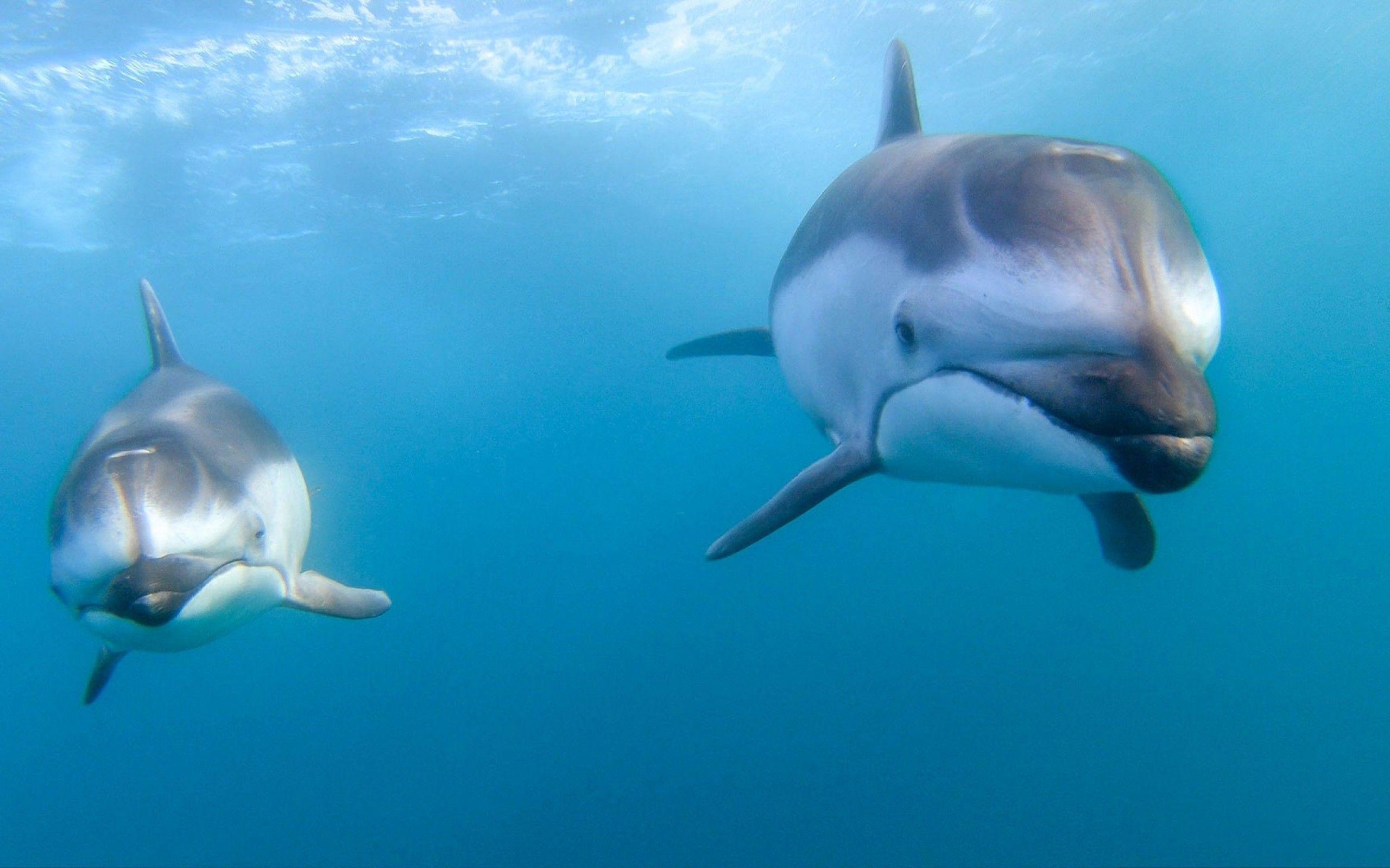 2560x1600 Download 2560x1600 Dolphins, Ocean, Underwater, Blue Water Wallpaper for MacBook Pro 13 inch