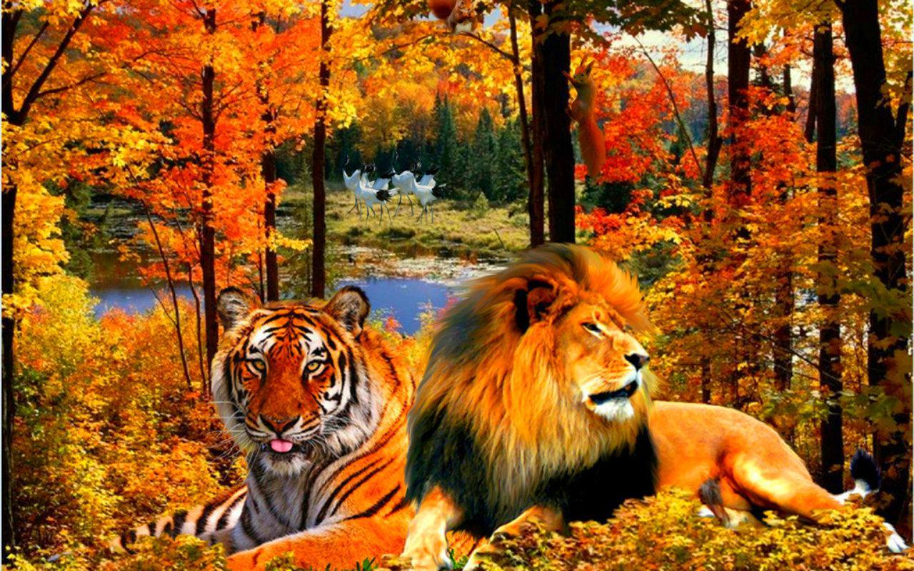 lion and tiger wallpaper